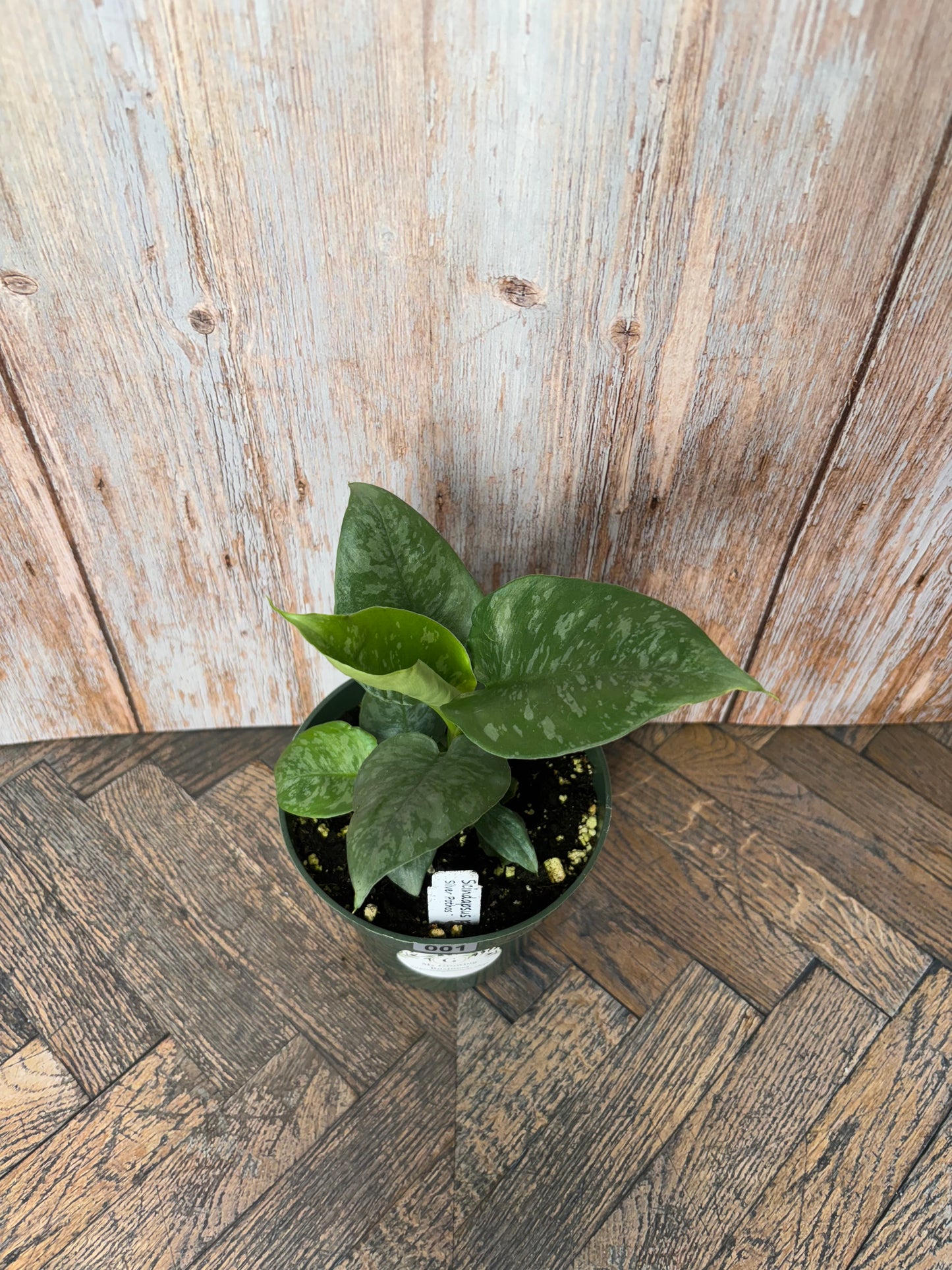 (001) Philodendron NOID