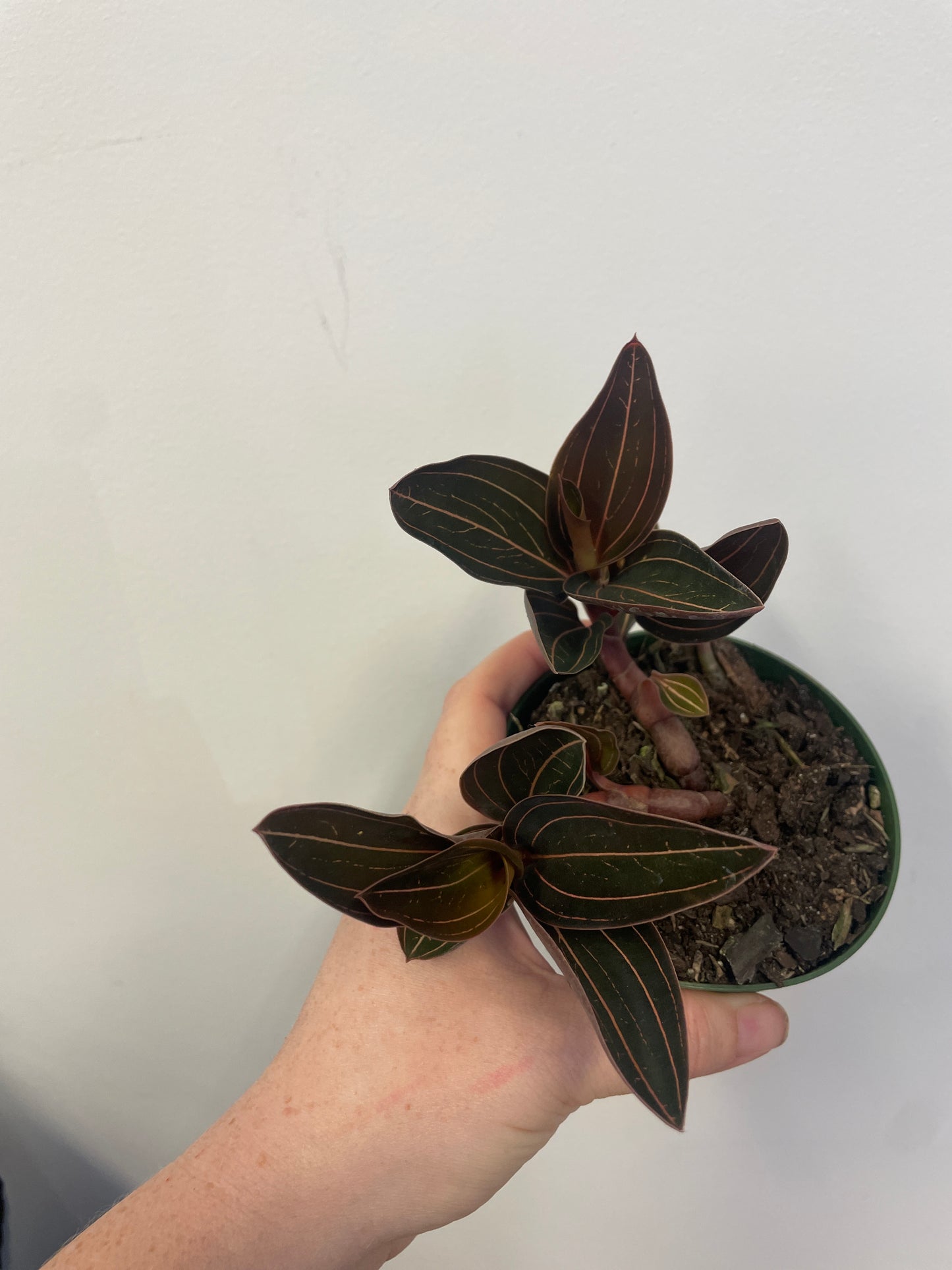 Jewel Orchid