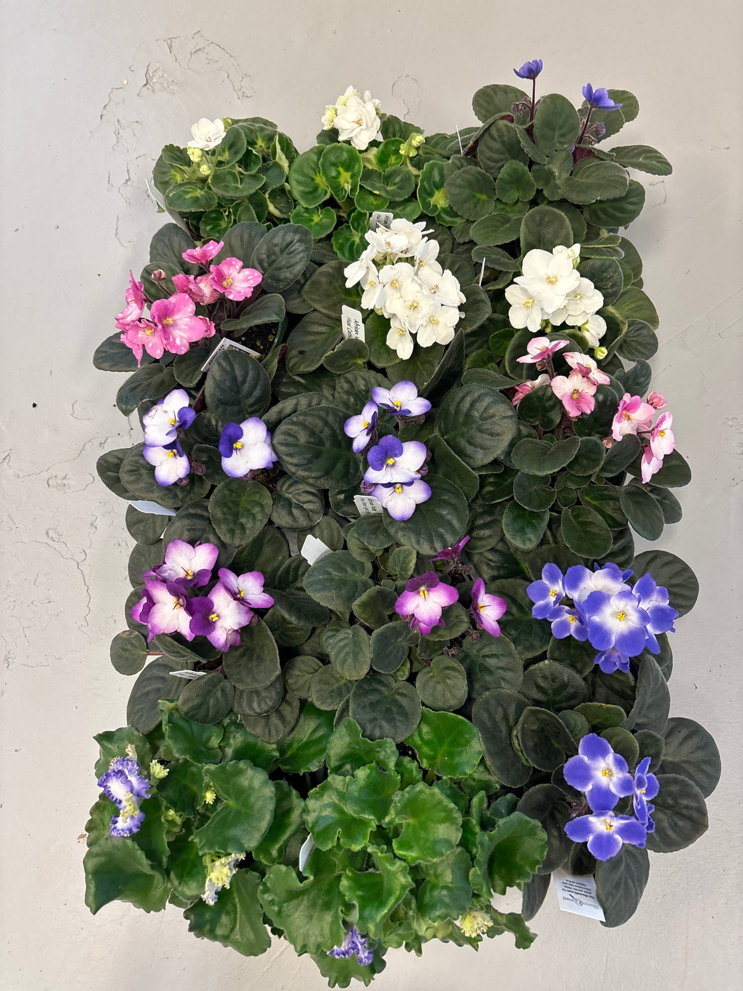 Random 4 inch African Violet