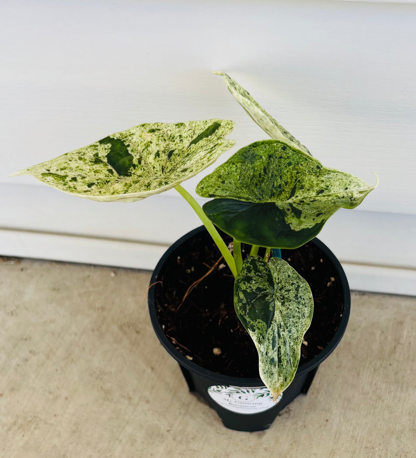 Alocasia Dragon Scale Mint (076)