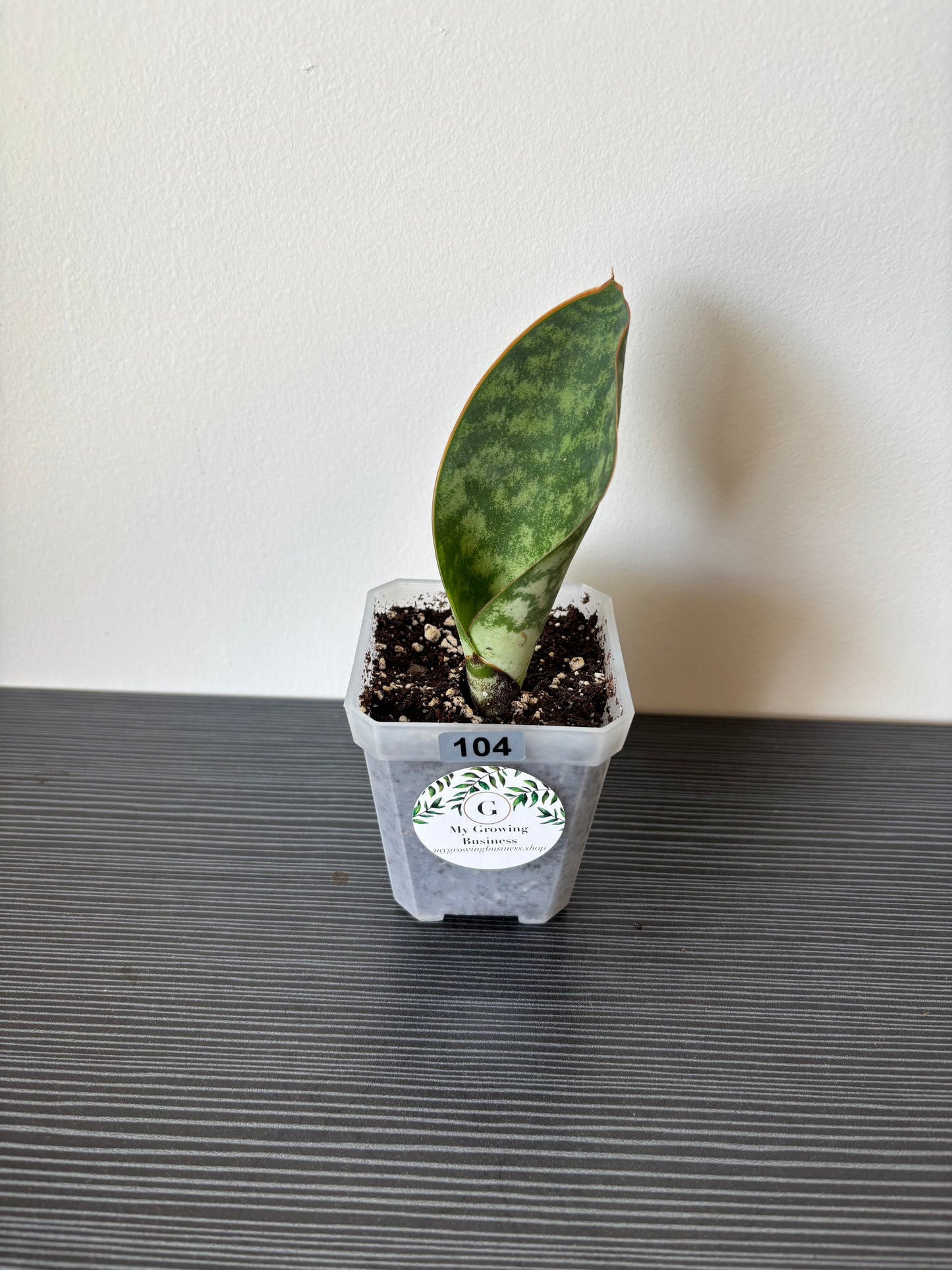 Sansevieria whale fin (104)