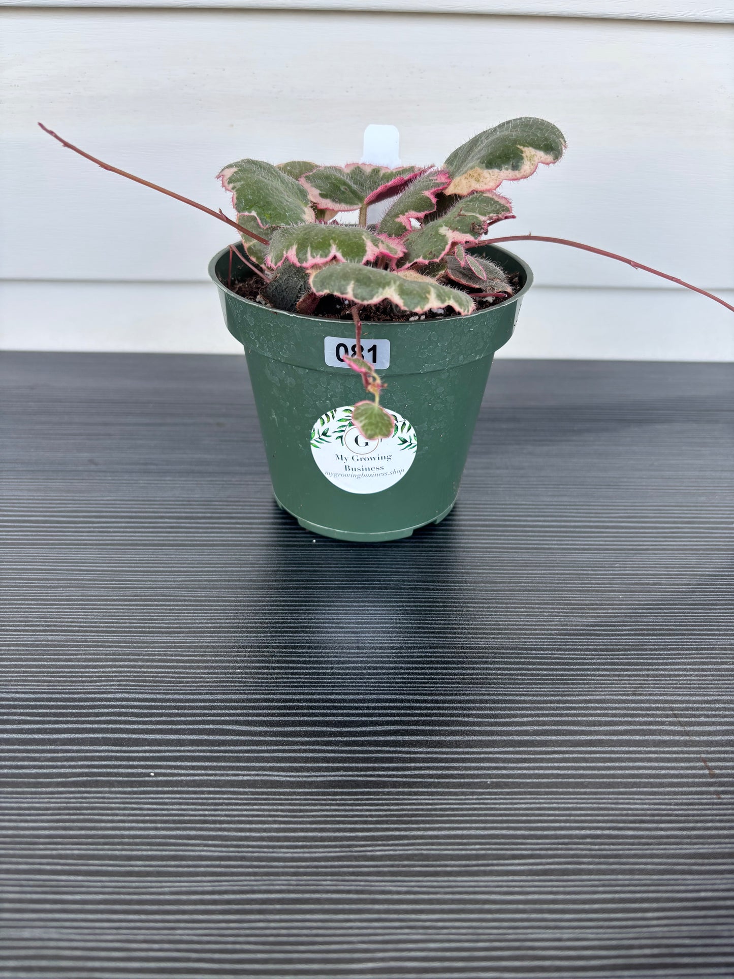 Var Strawberry Begonia (081)