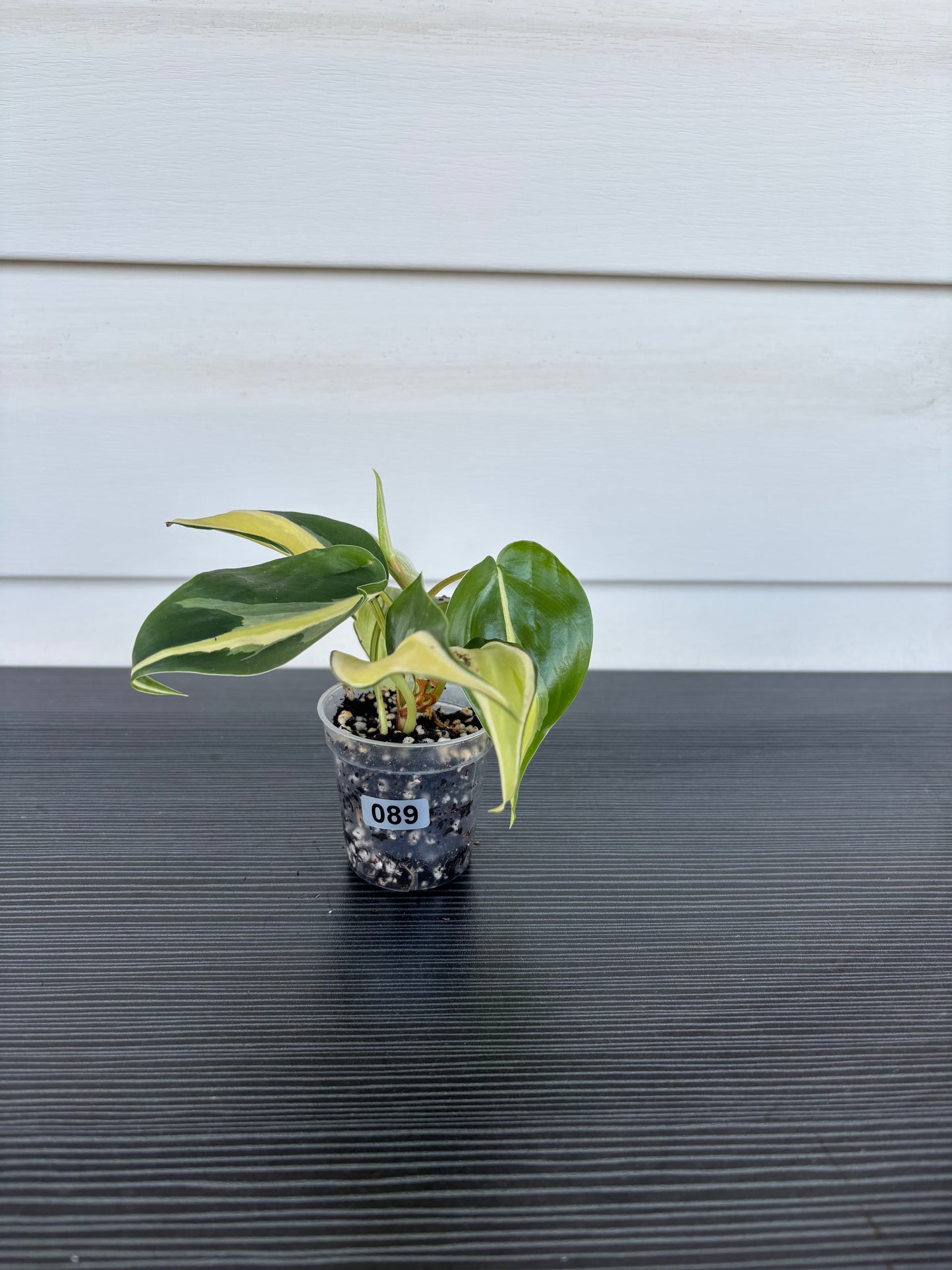 Philodendron Cream Splash (089)