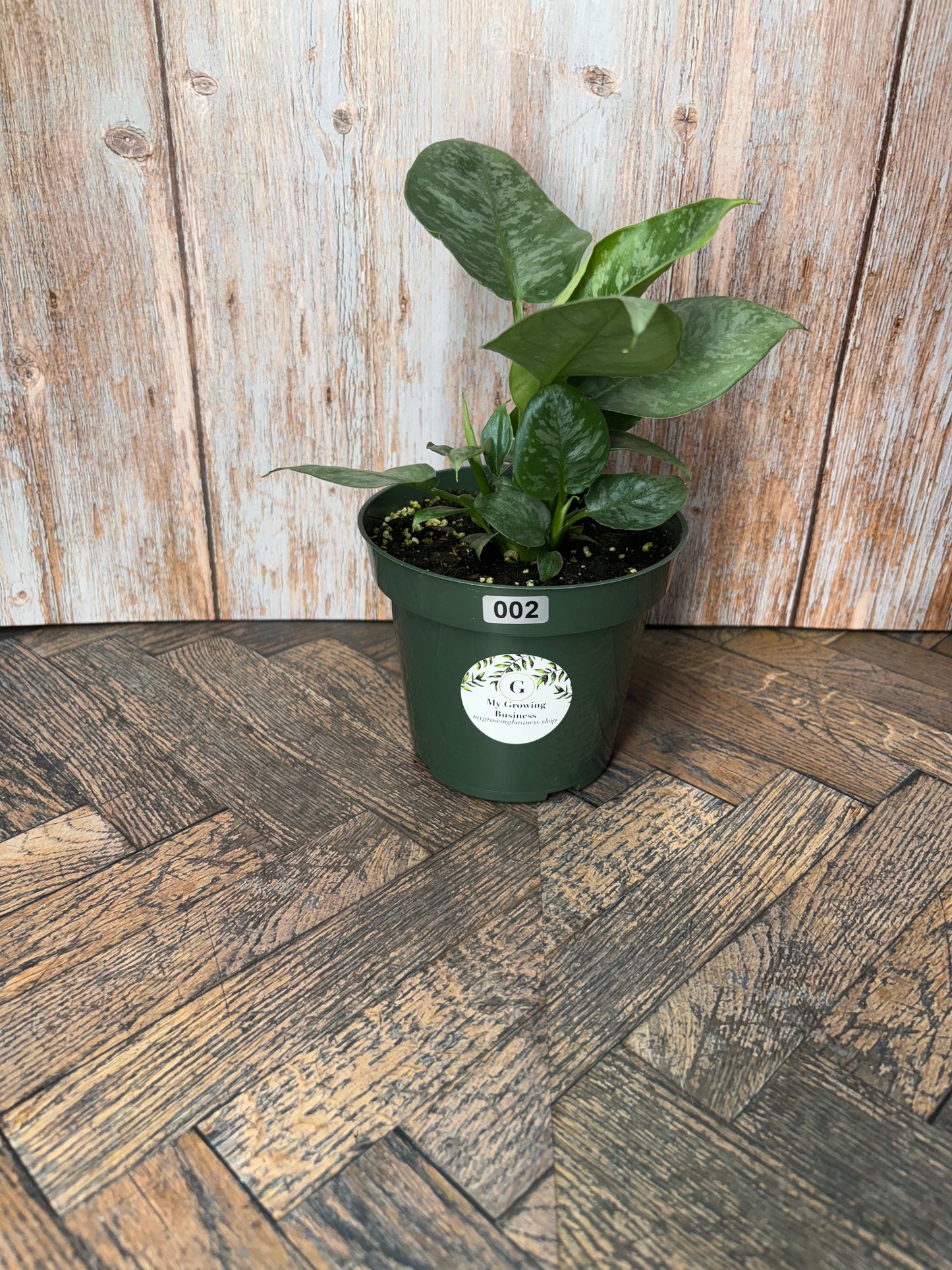 (002) Philodendron NOID