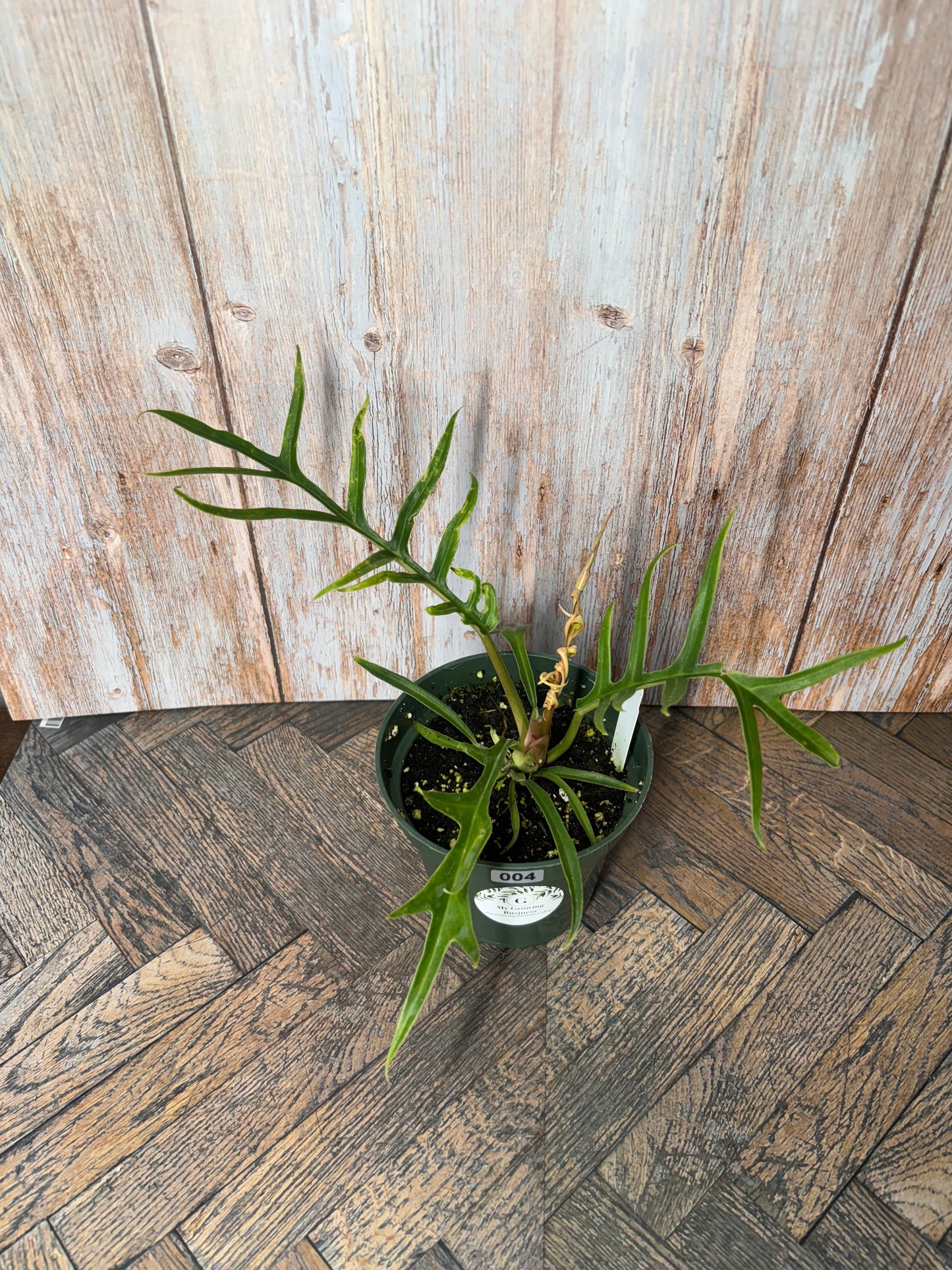 (004) Philodendron Tortum
