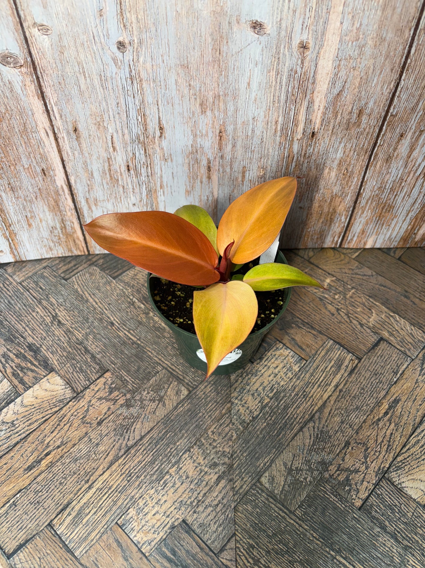 (007)Philodendron Red Cherry