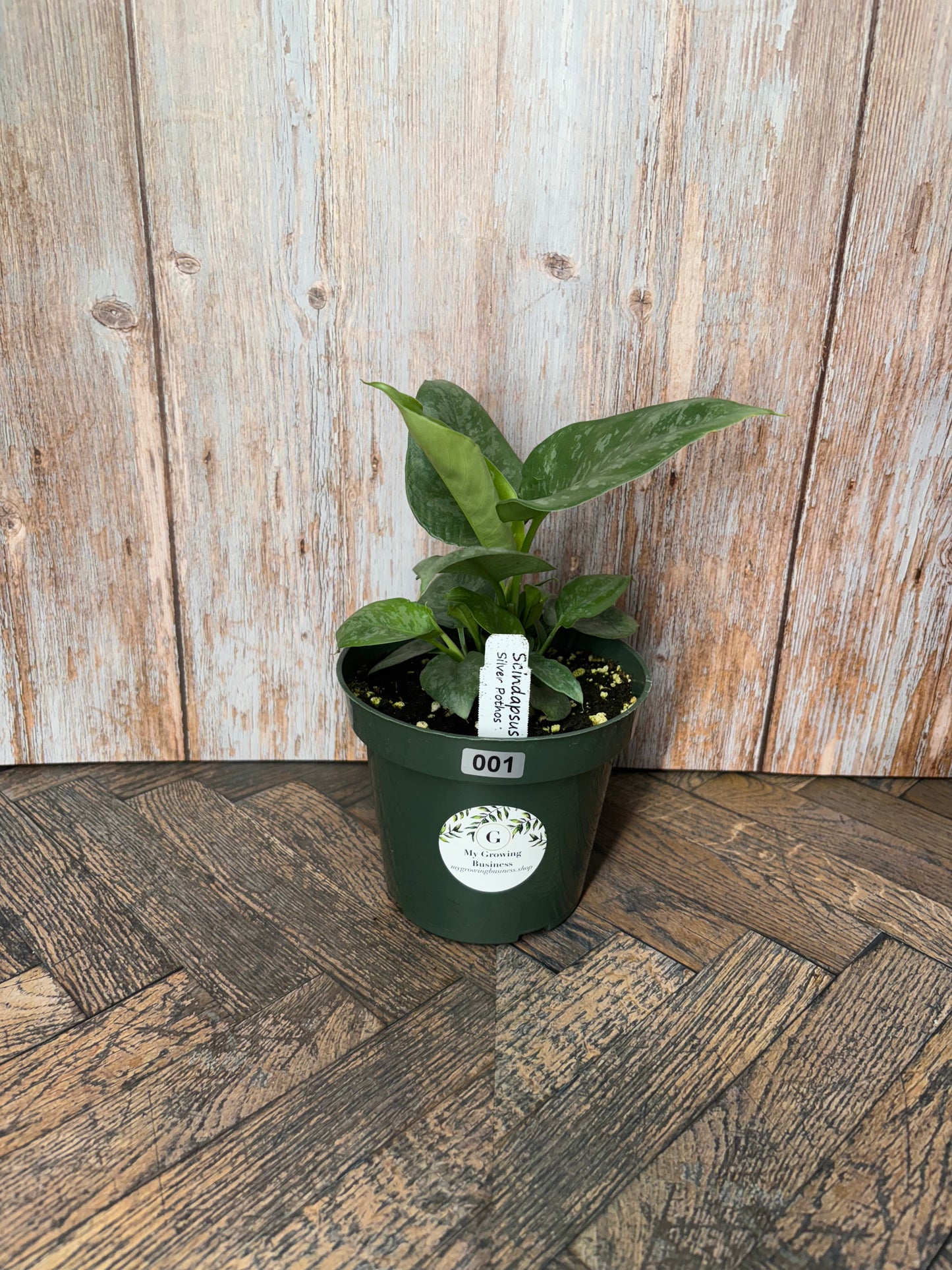 (001) Philodendron NOID