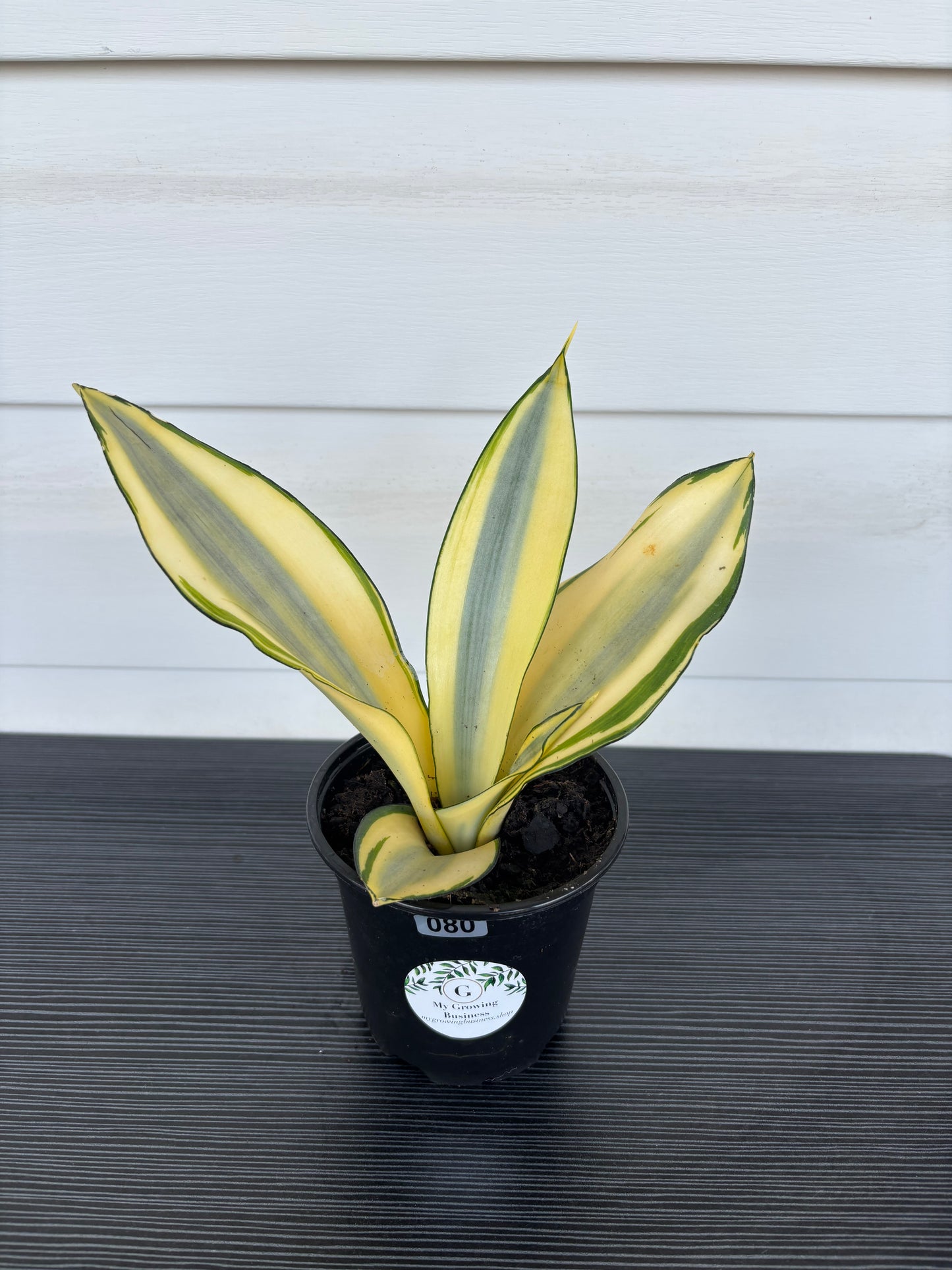 Snake Plant (080)