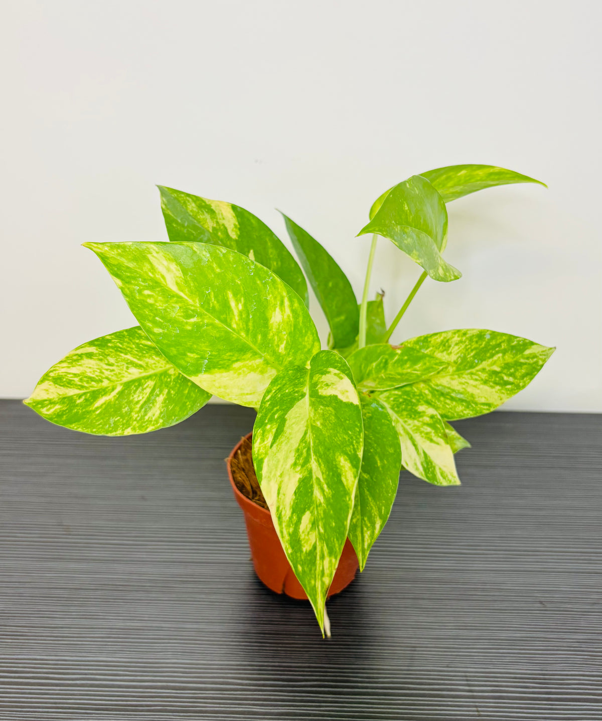 Epi Golden Flame