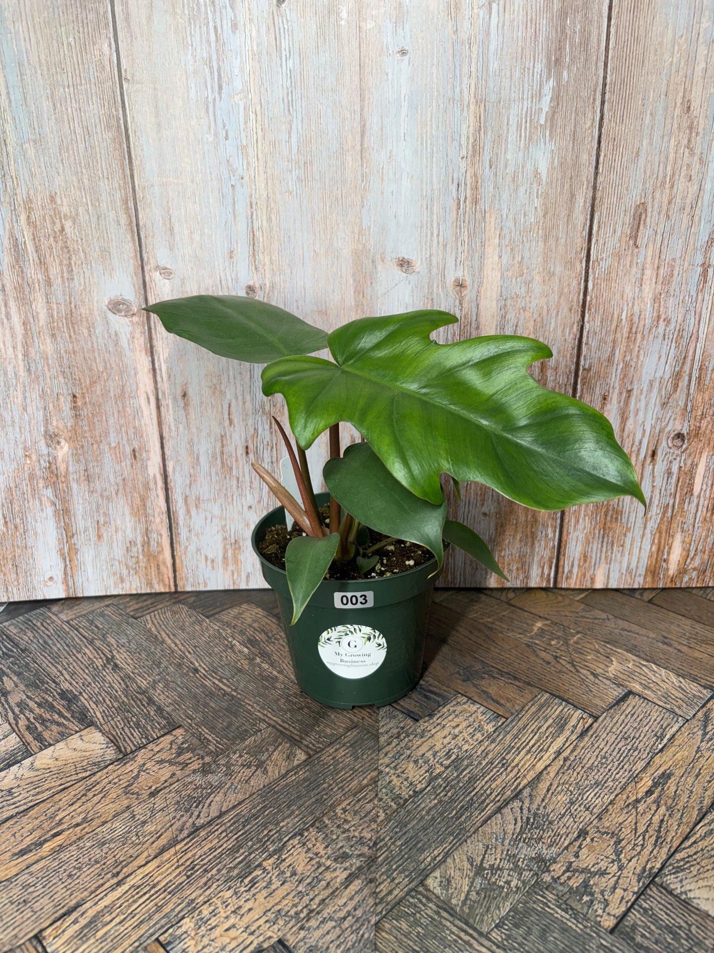 (003) Philodendron Mayoi