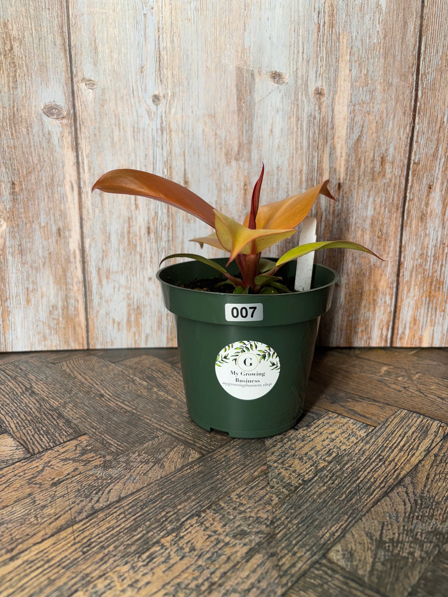 (007)Philodendron Red Cherry