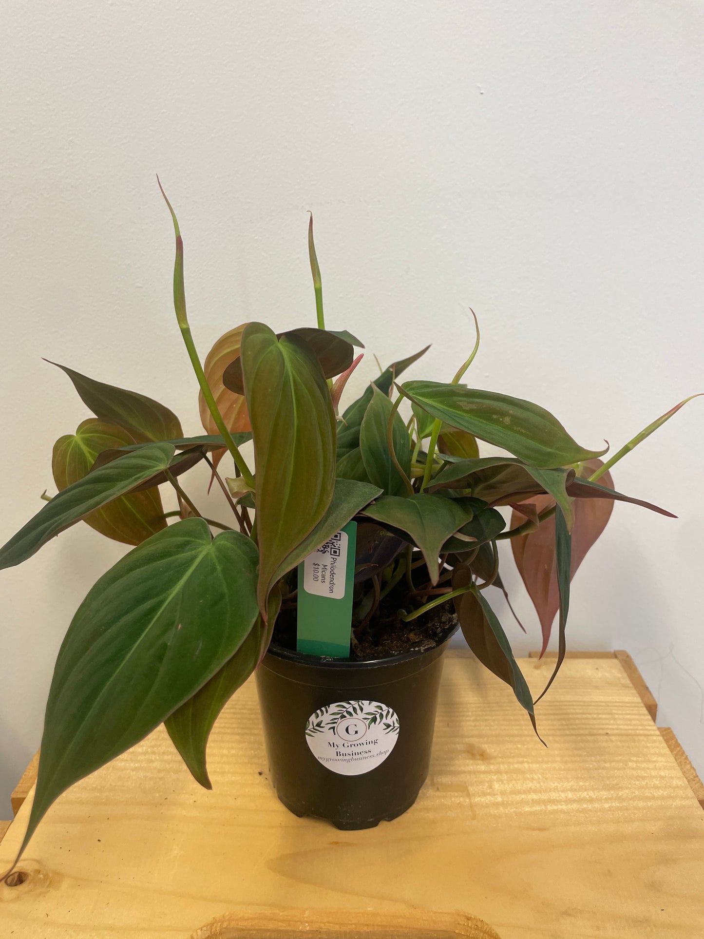 Philodendron Micans
