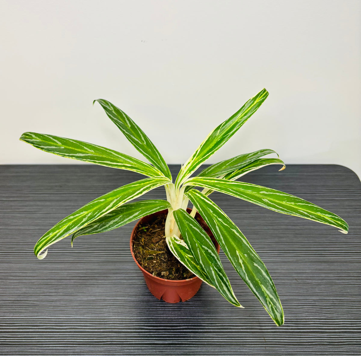 Aglaonema Bamboo