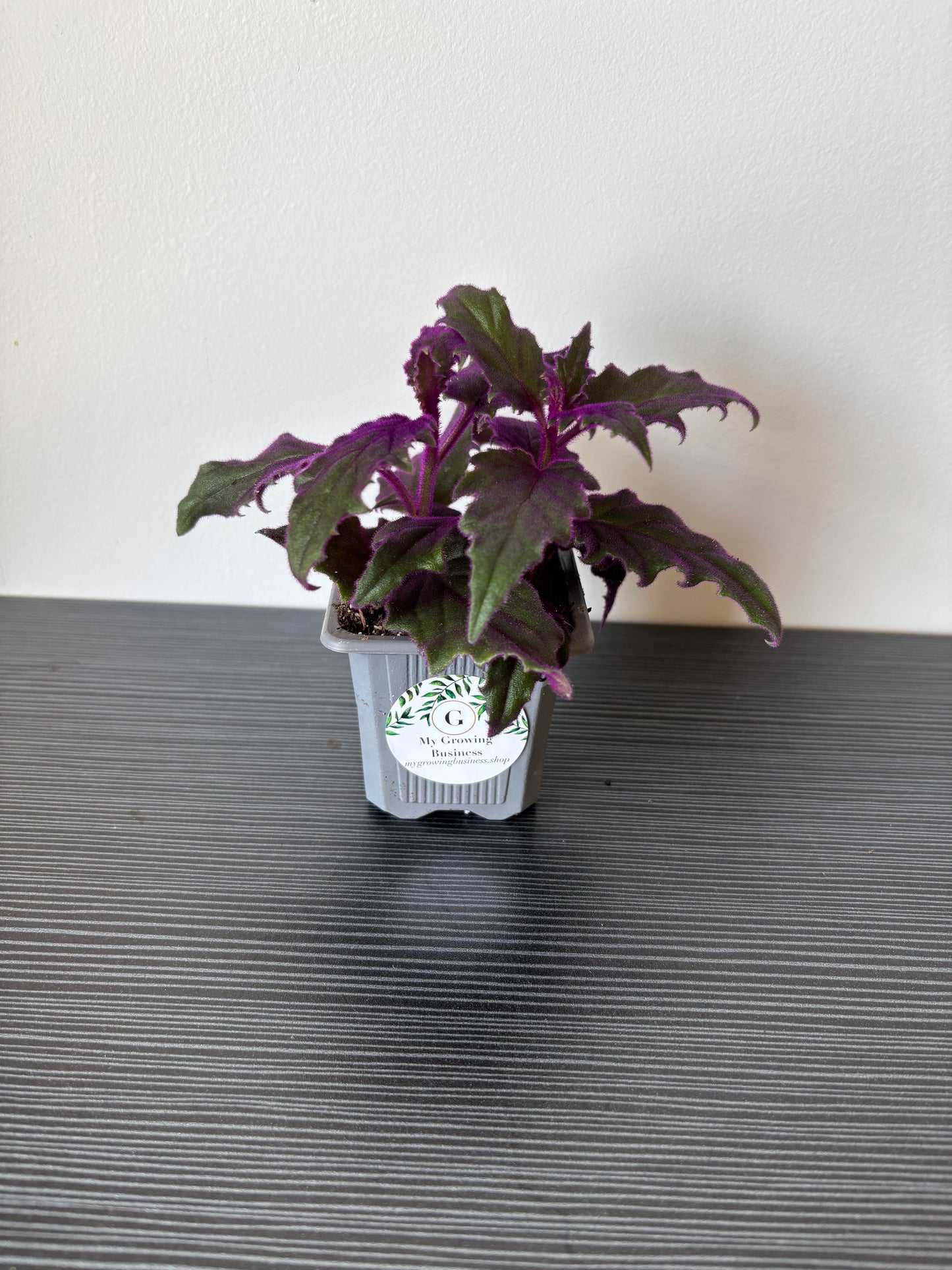 Purple Passion (103)
