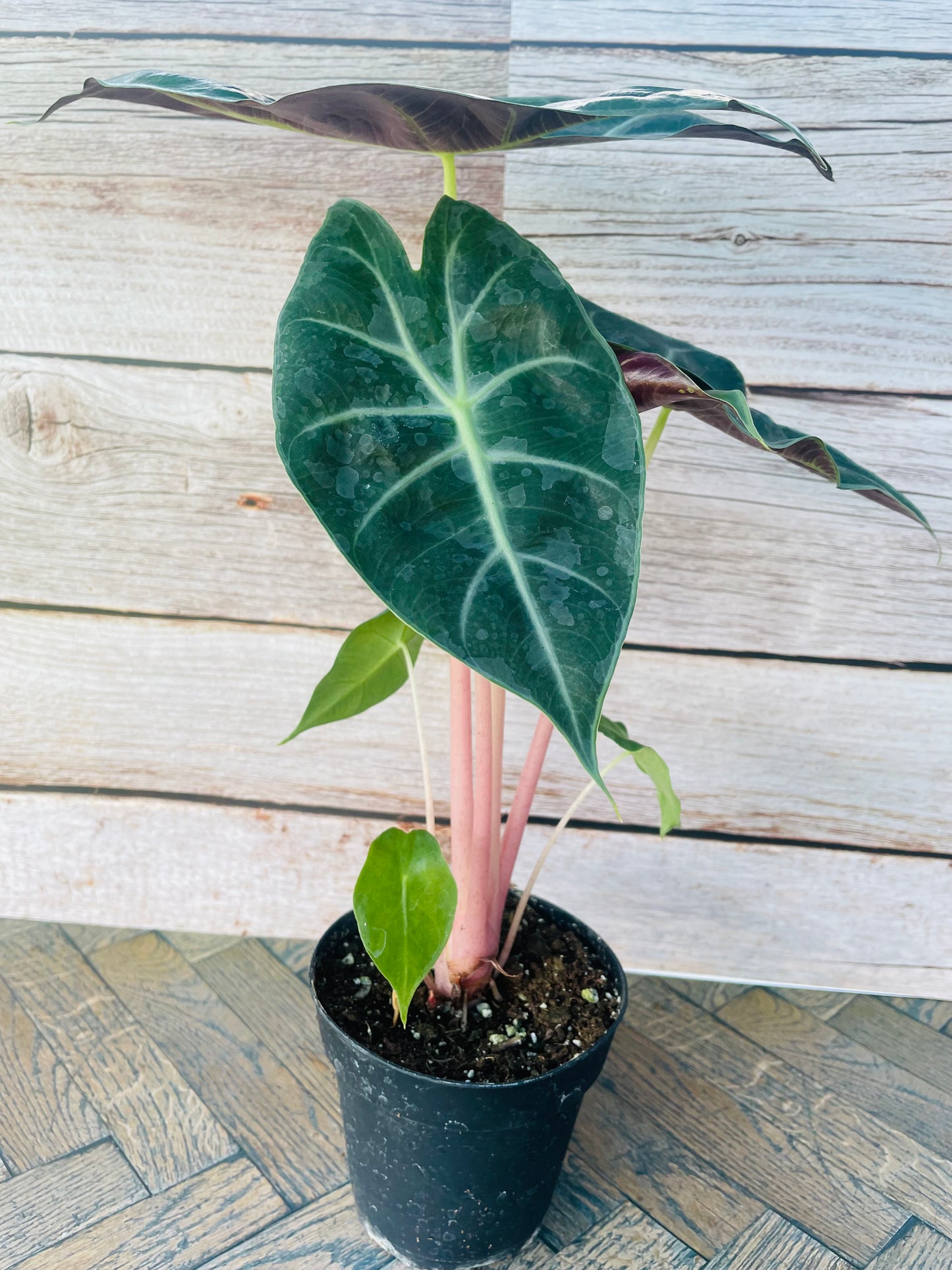 Alocasia Morocco