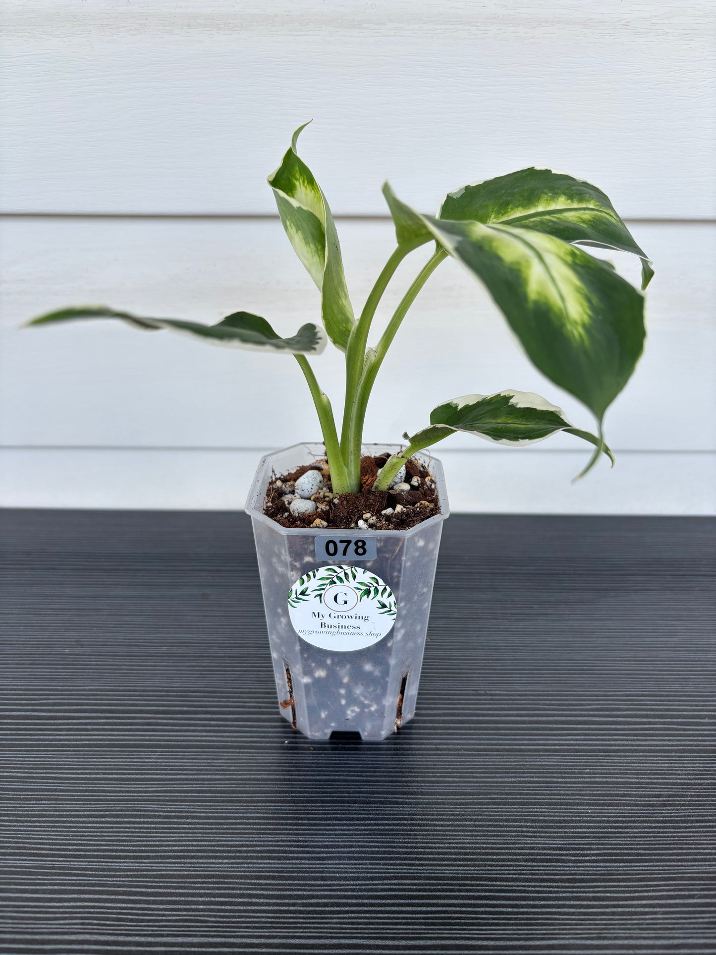Dieffenbachia Cool Beauty (078) 
