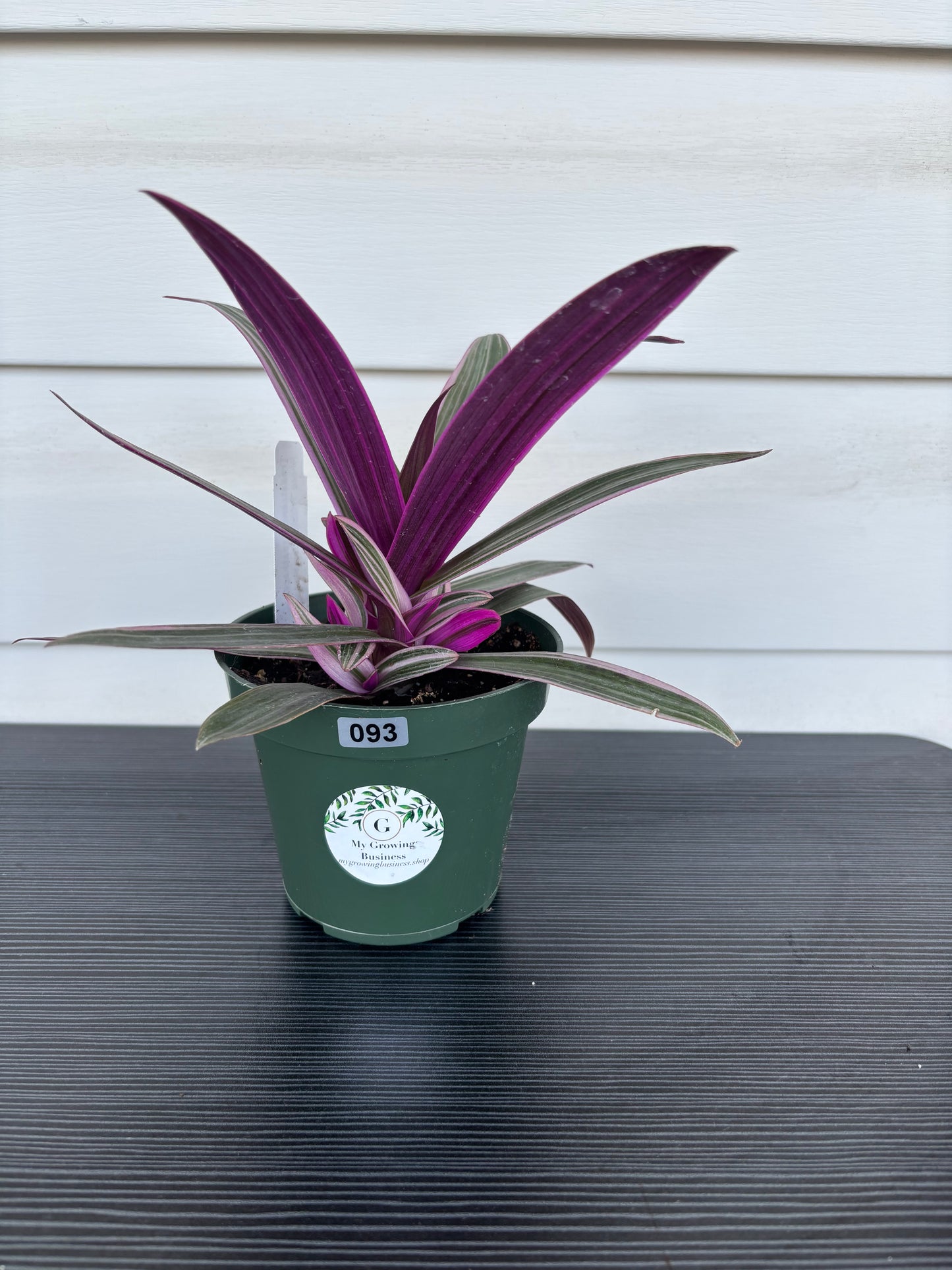 Tradesanthia Rhoeo Tricolor (093)
