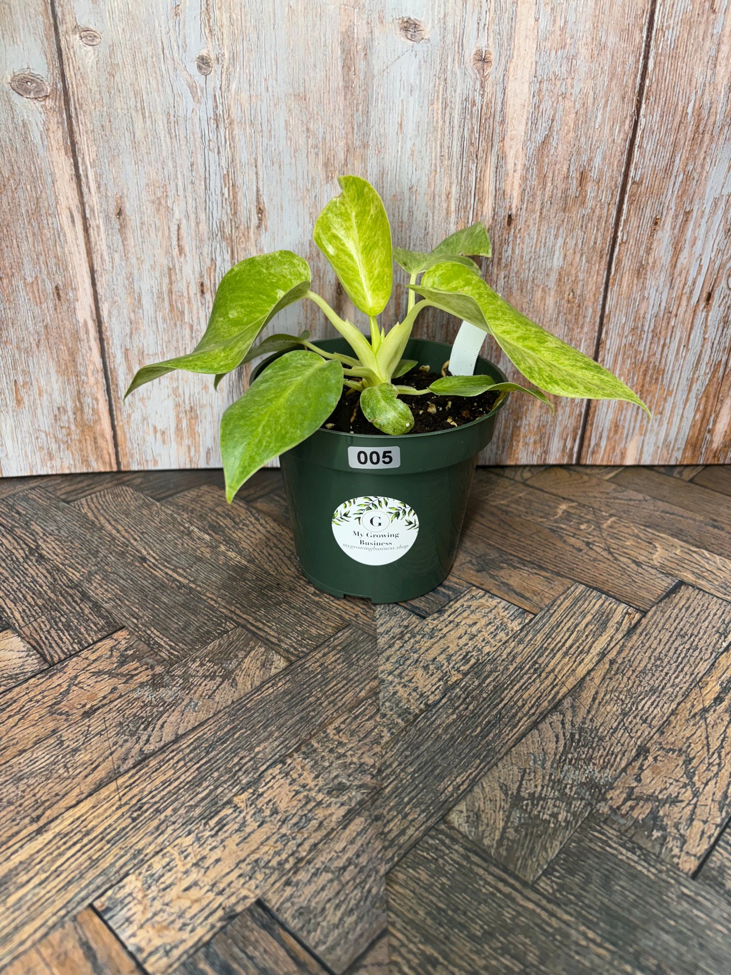 Philodendron Giganteum var