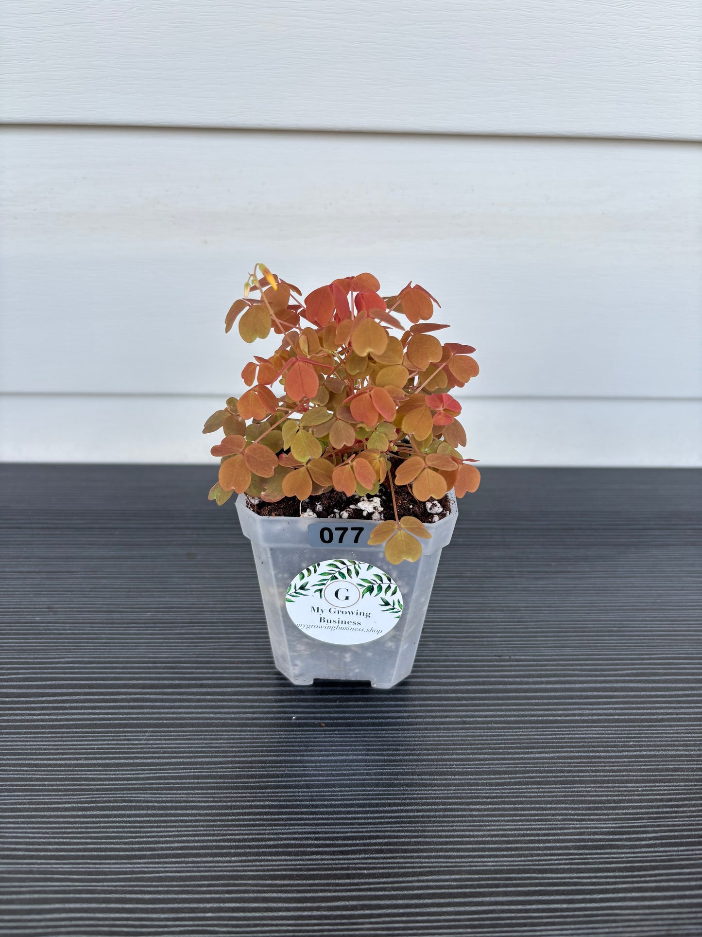 Oxalis Sunset Velvet (077)