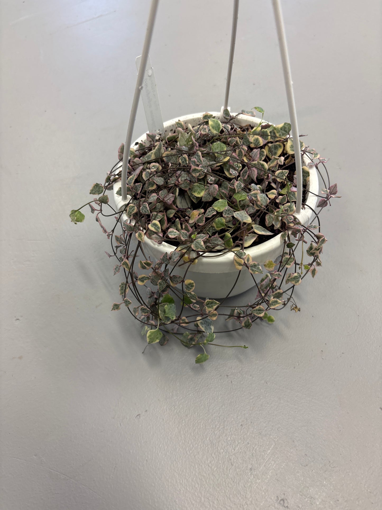 Var String of Hearts