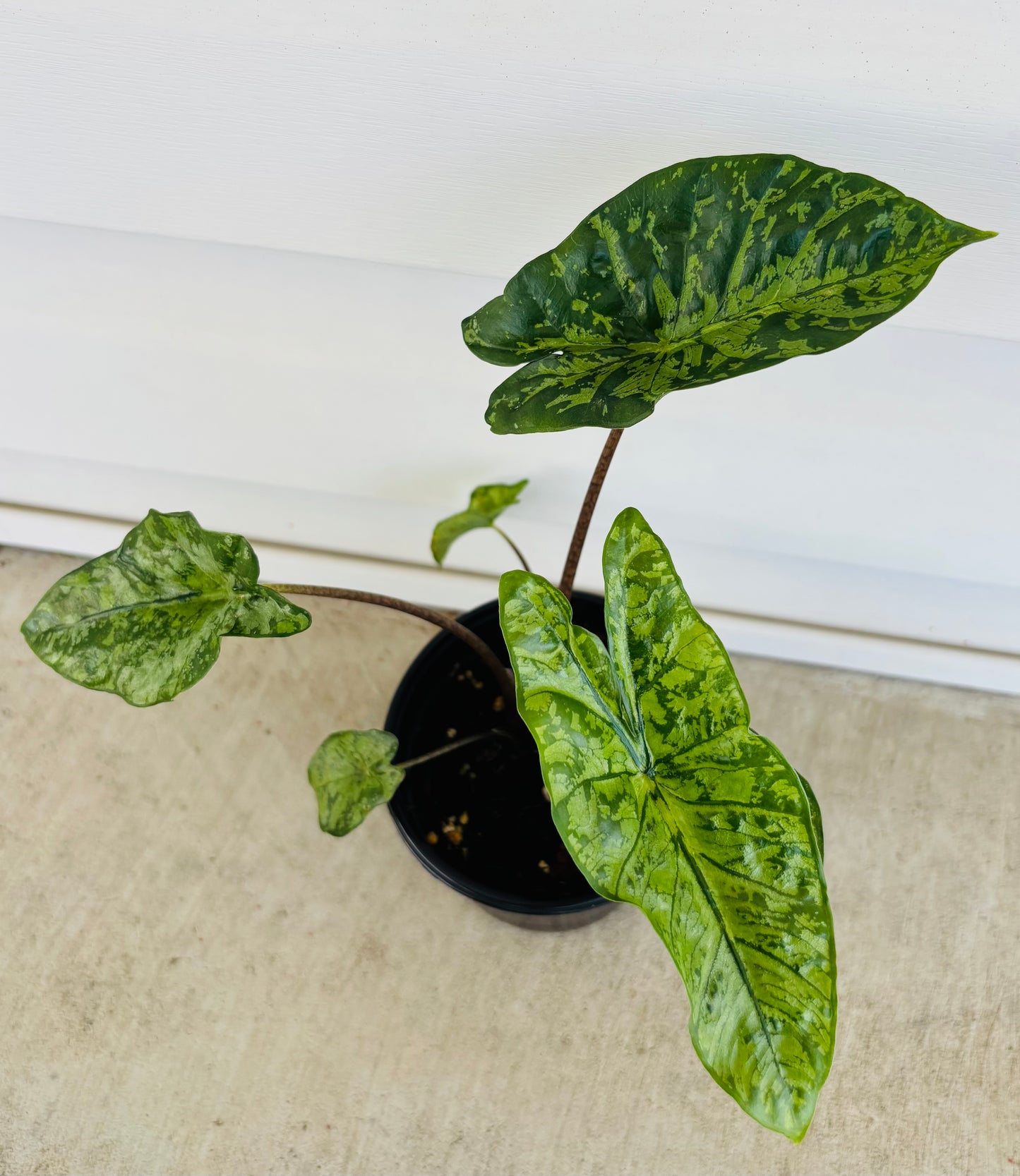 Alocasia Shattered Glass (044)