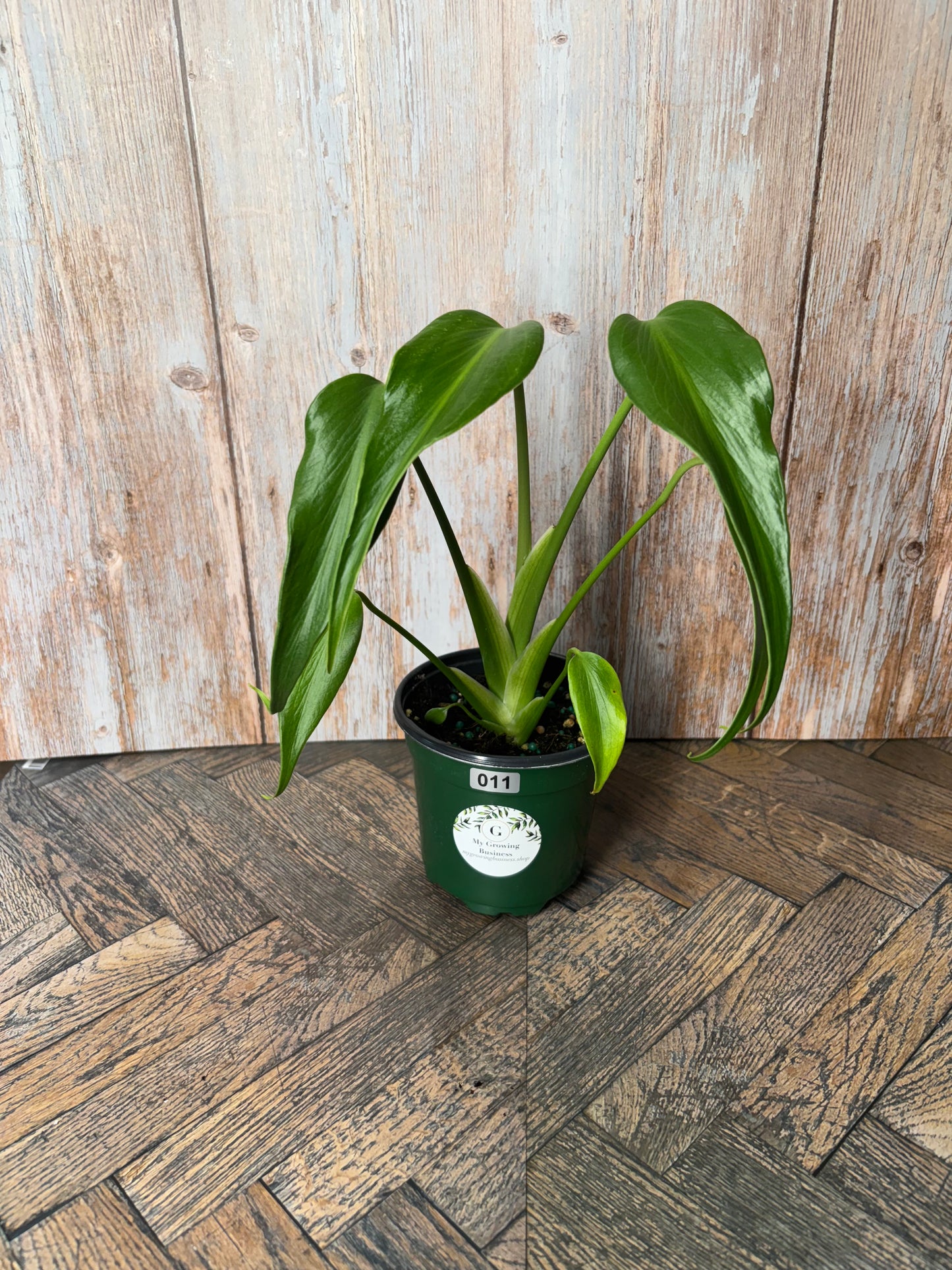 Monstera Flame