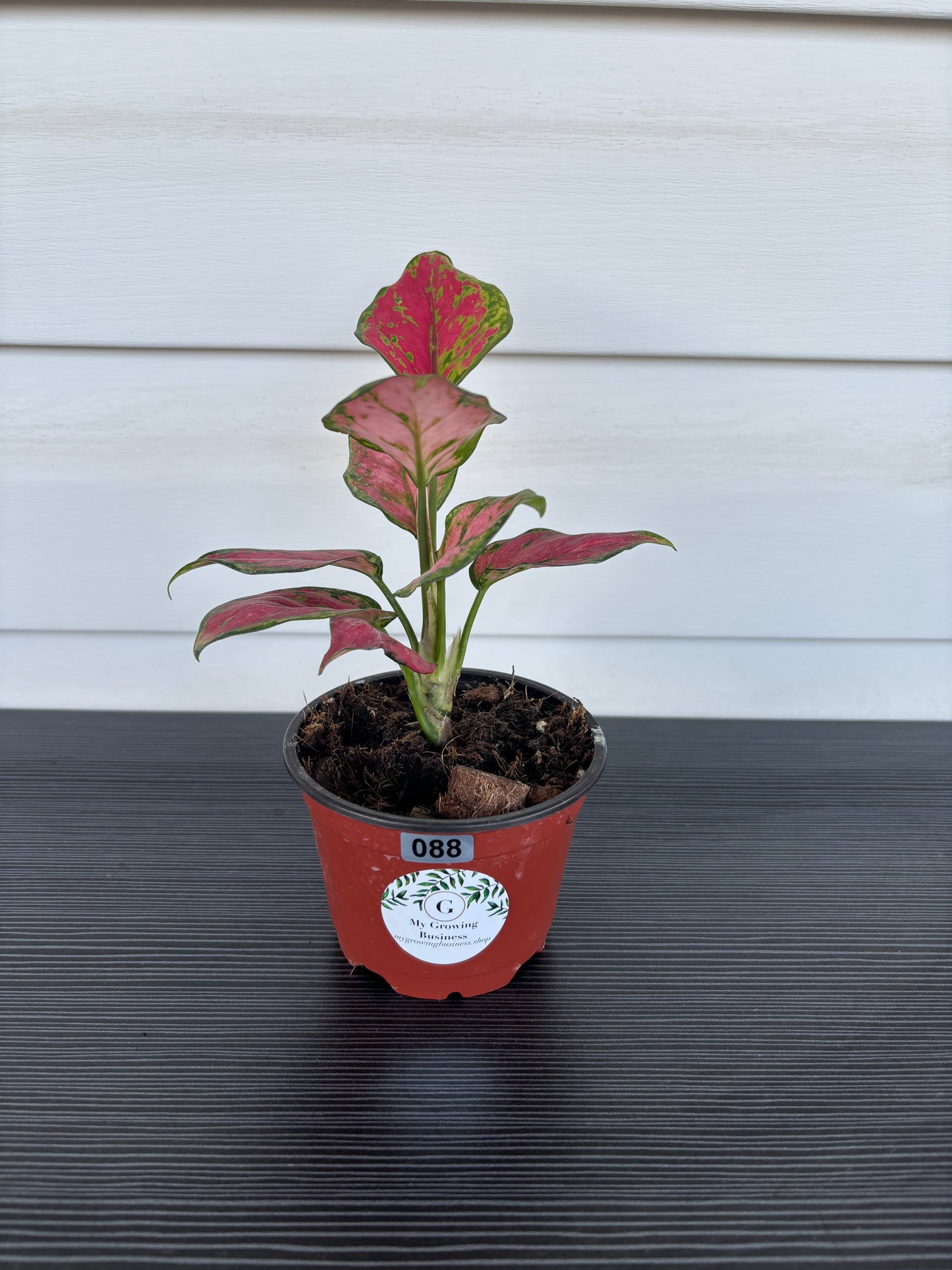 Aglaonema (088)