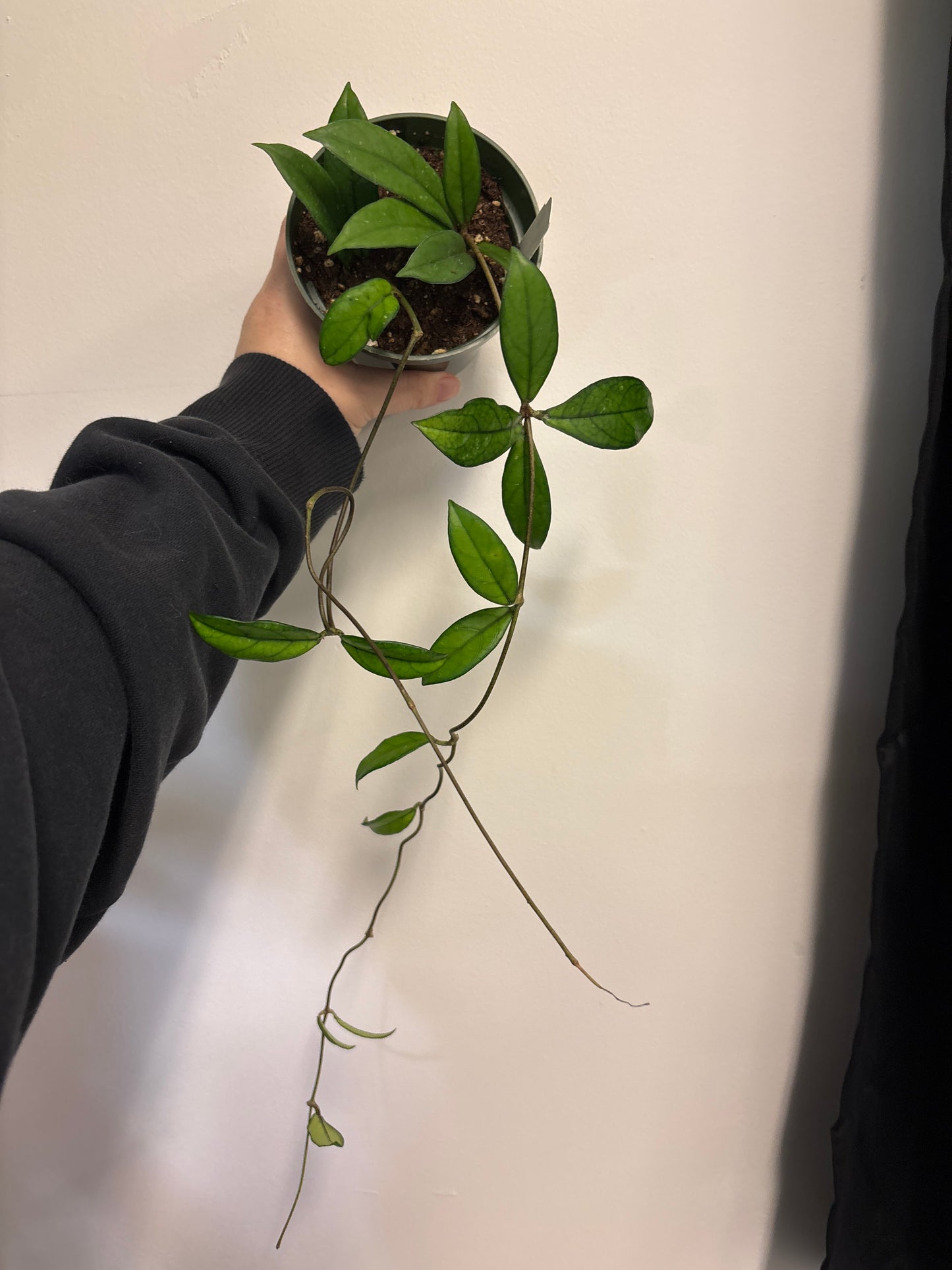 Hoya Crassipetiolata