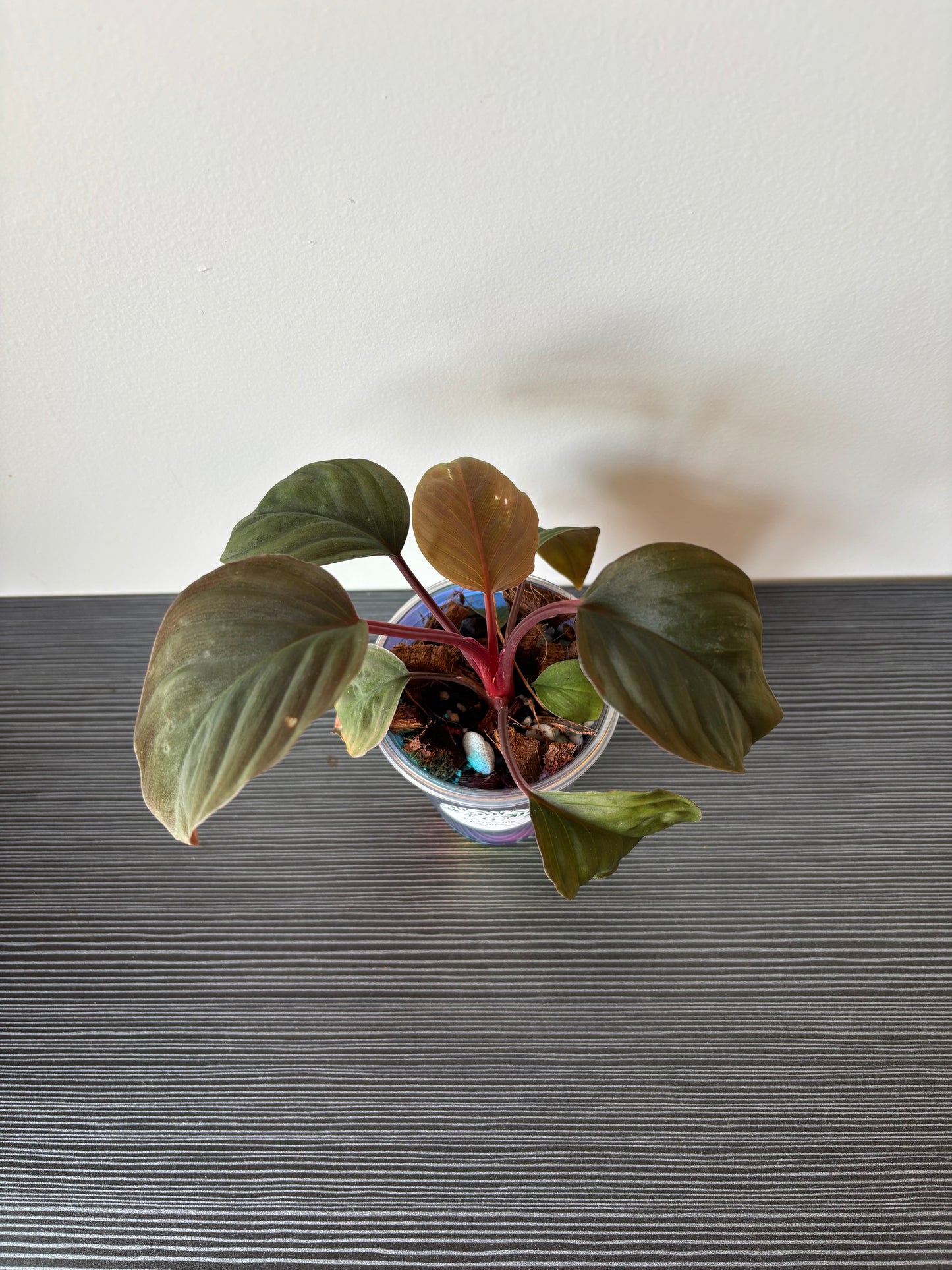 Homalomena Red Spot (098)