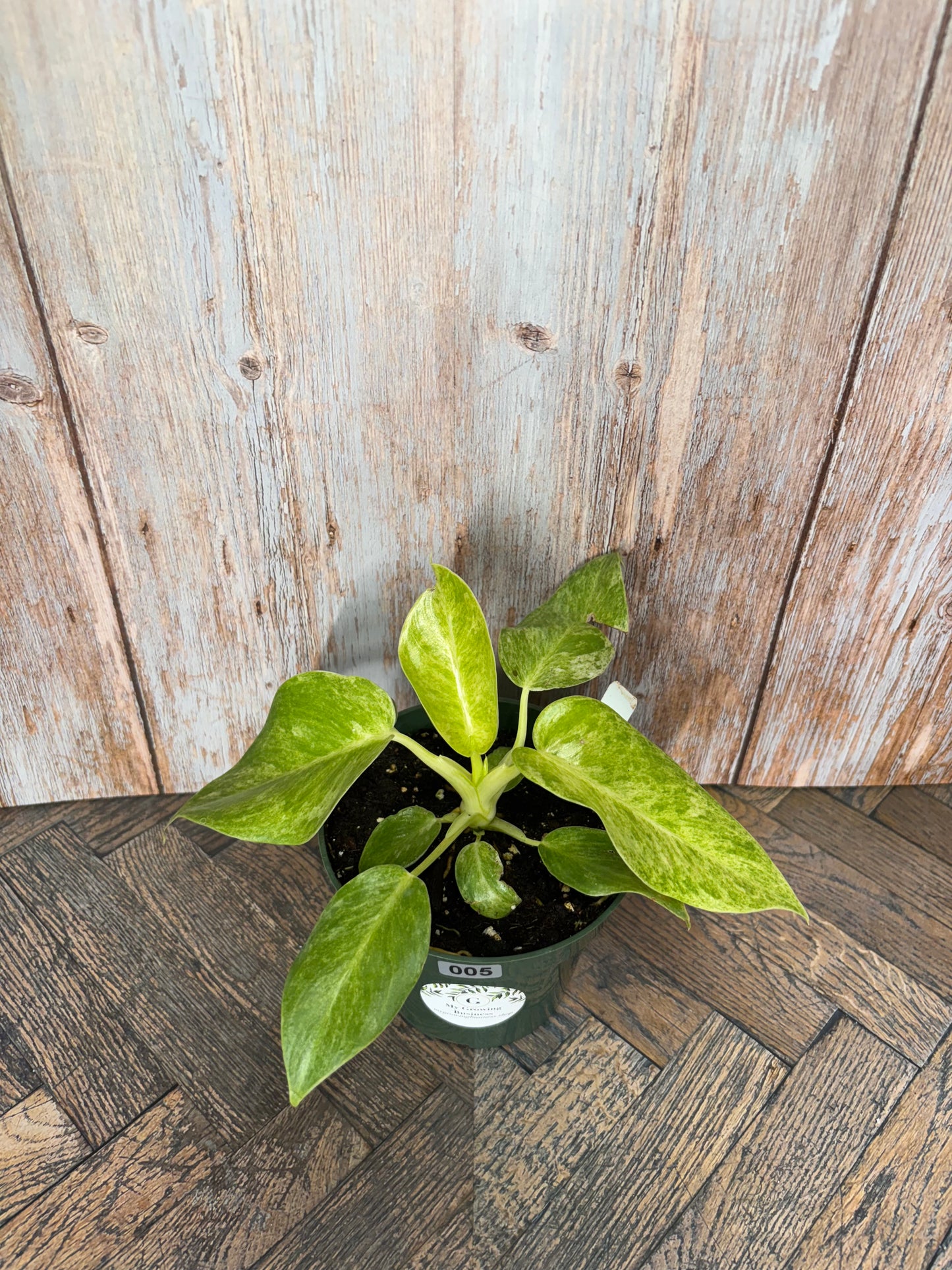 Philodendron Giganteum var