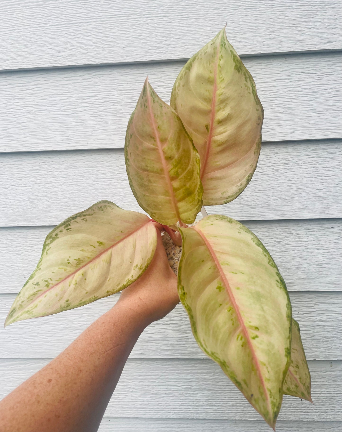 Aglaonema Frozen