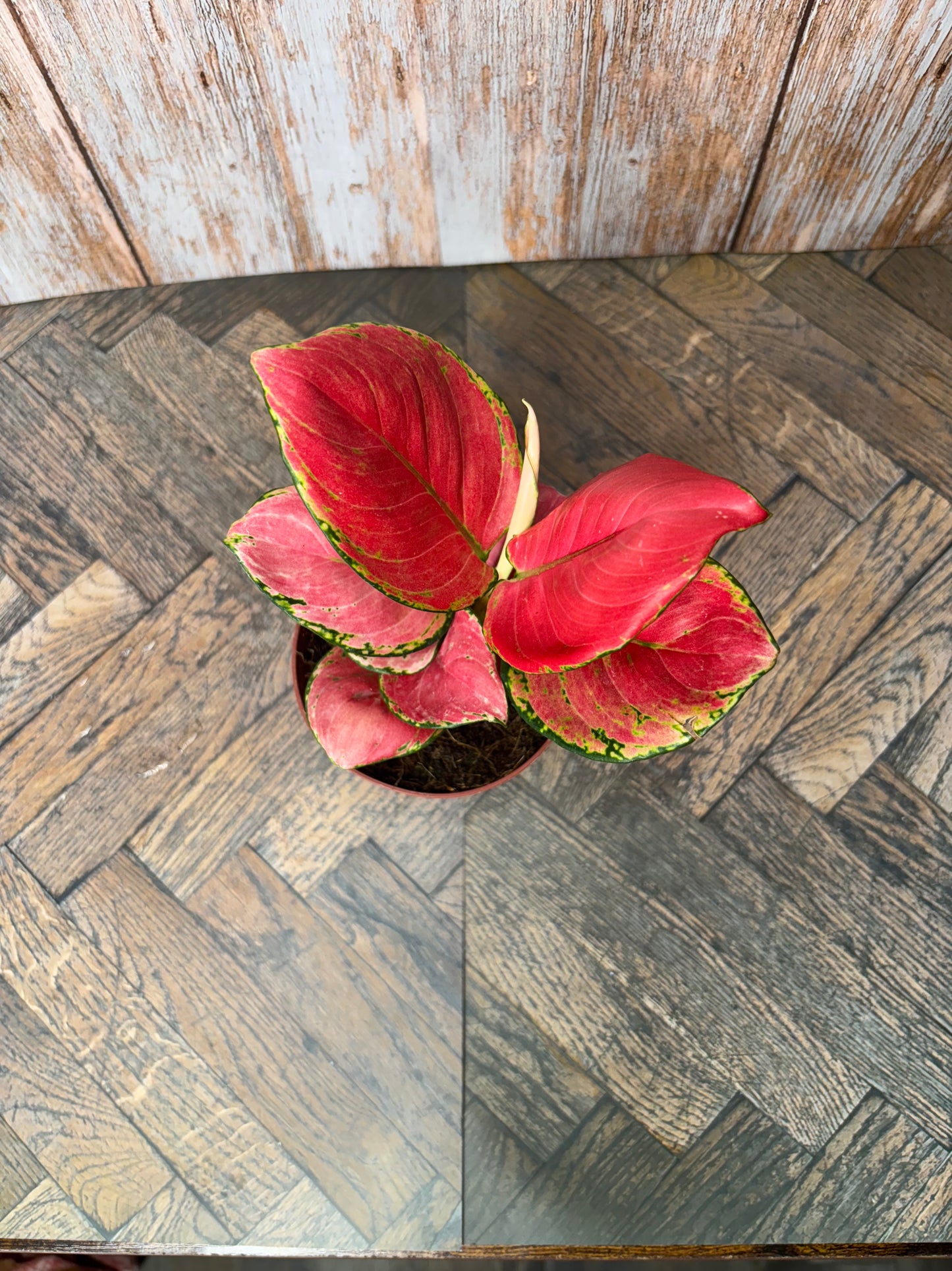 (013)Aglaonema Geely Red