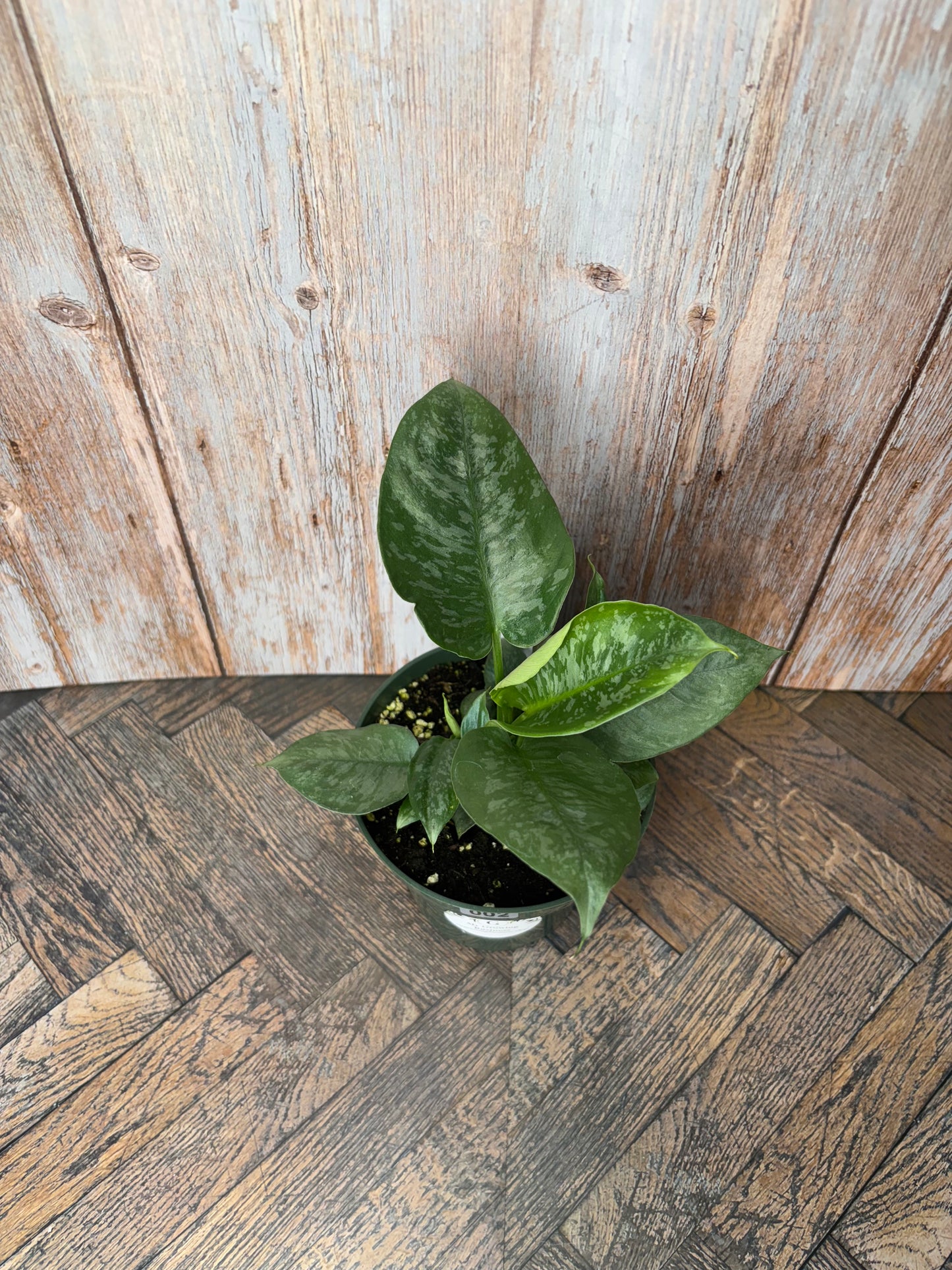 (002) Philodendron NOID