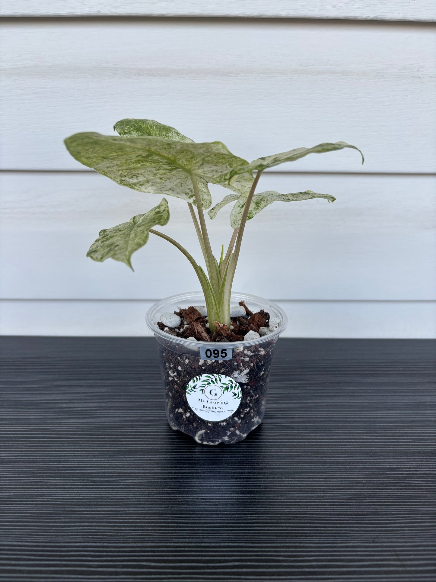 Alocasia Macrorrhiza Var (095)