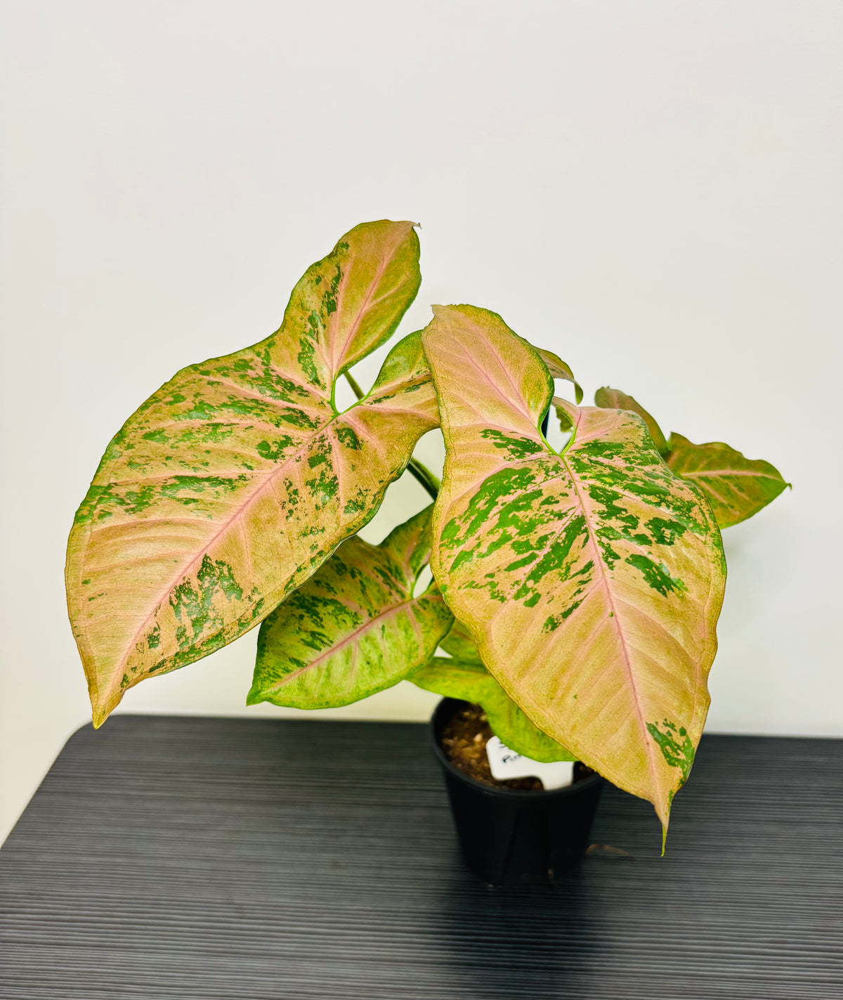 Syngonium Pink Flecked