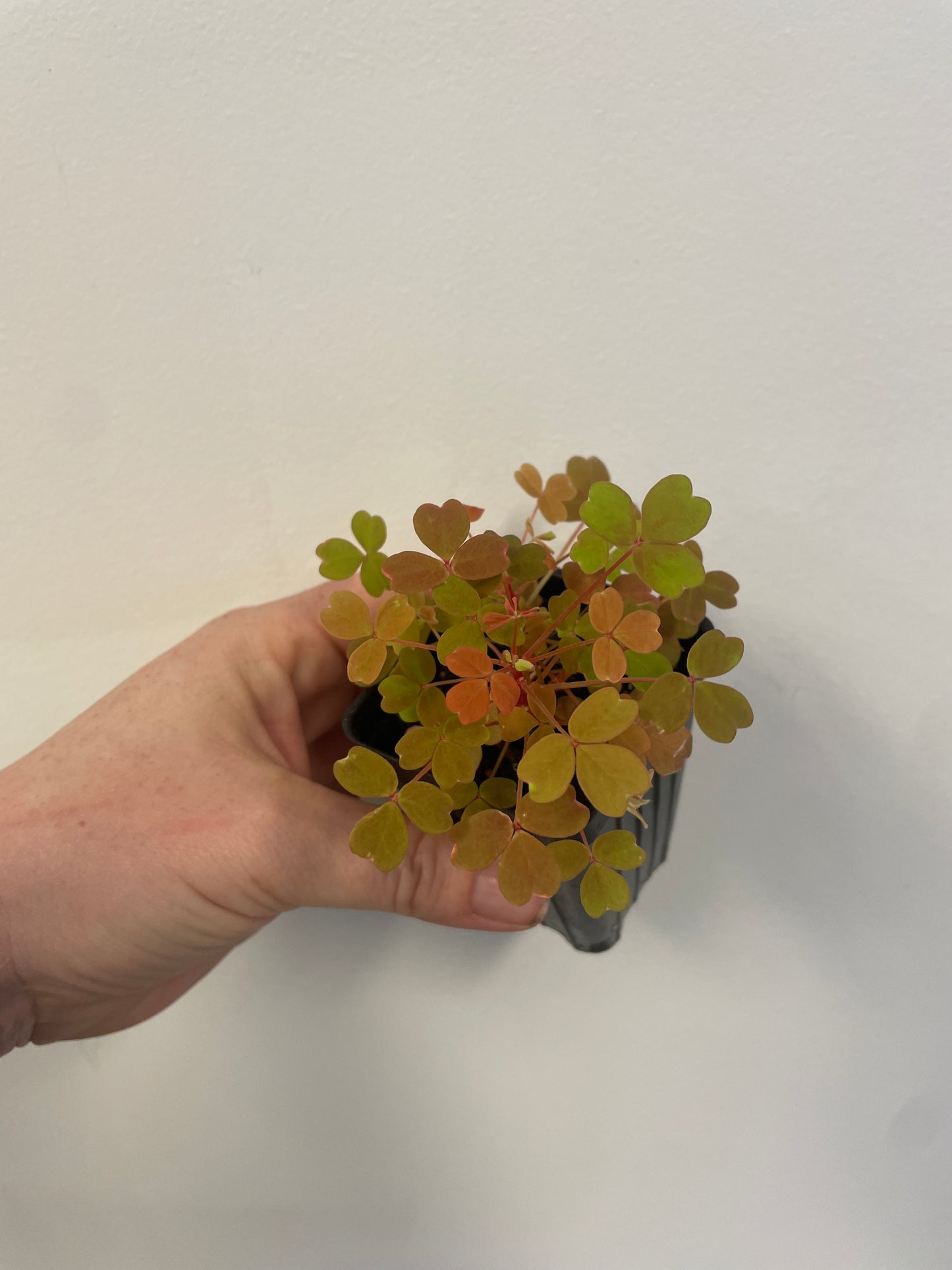 Oxalis Bronze