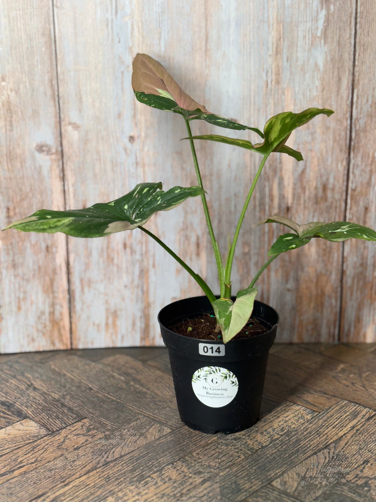 Syngonium Tricolor