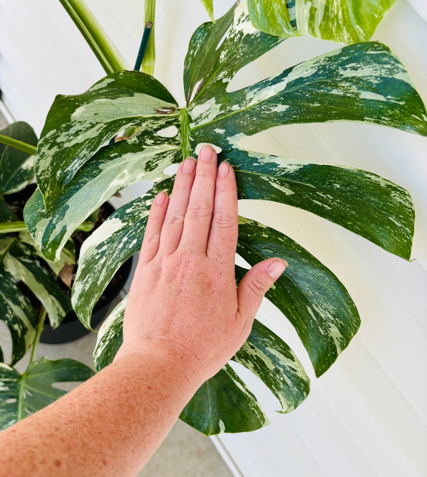 Large Monstera Albo
