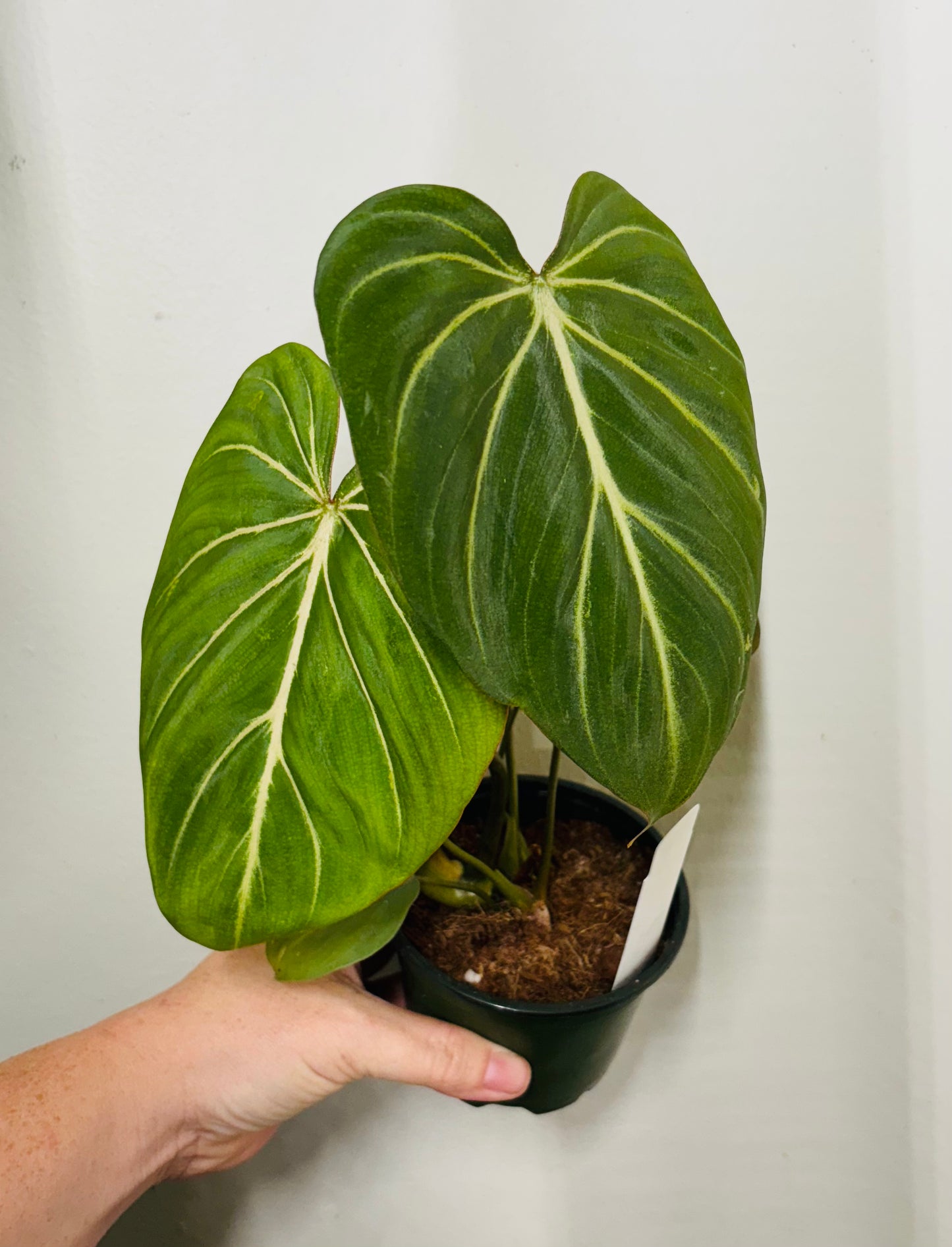 Philodendron Gloriossum