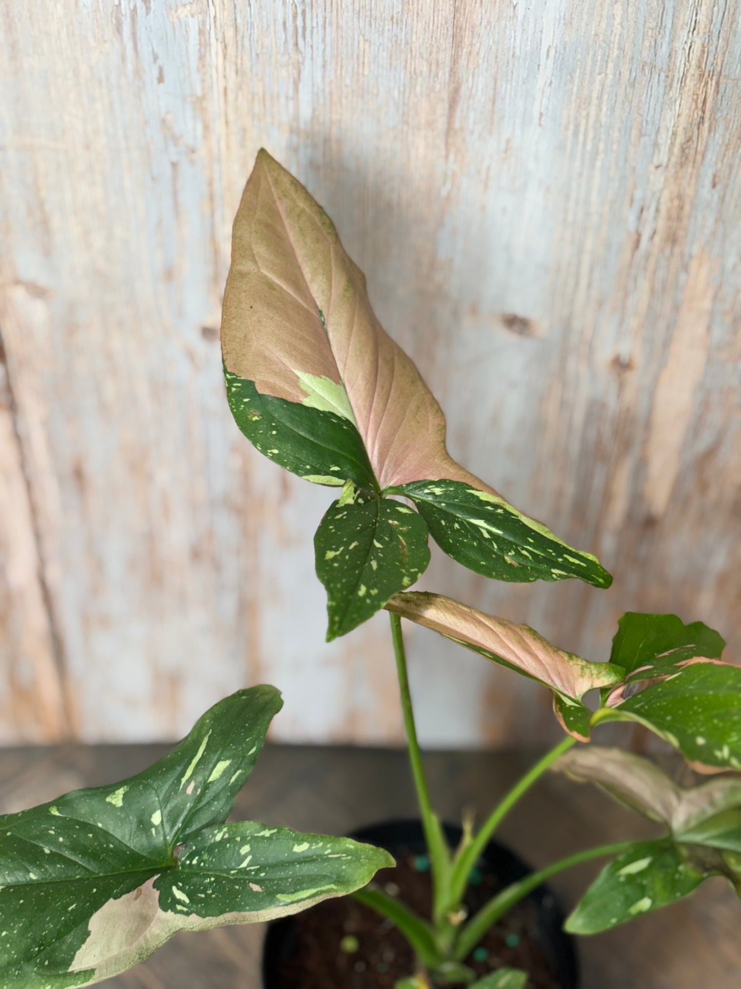 Syngonium Tricolor