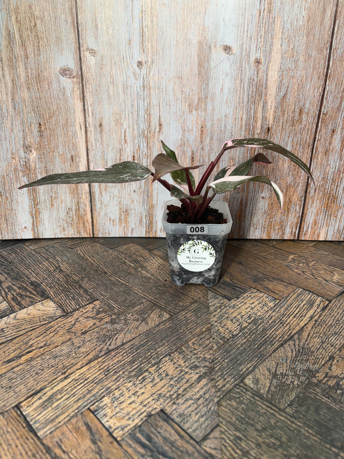Philodendron Pink Naomi