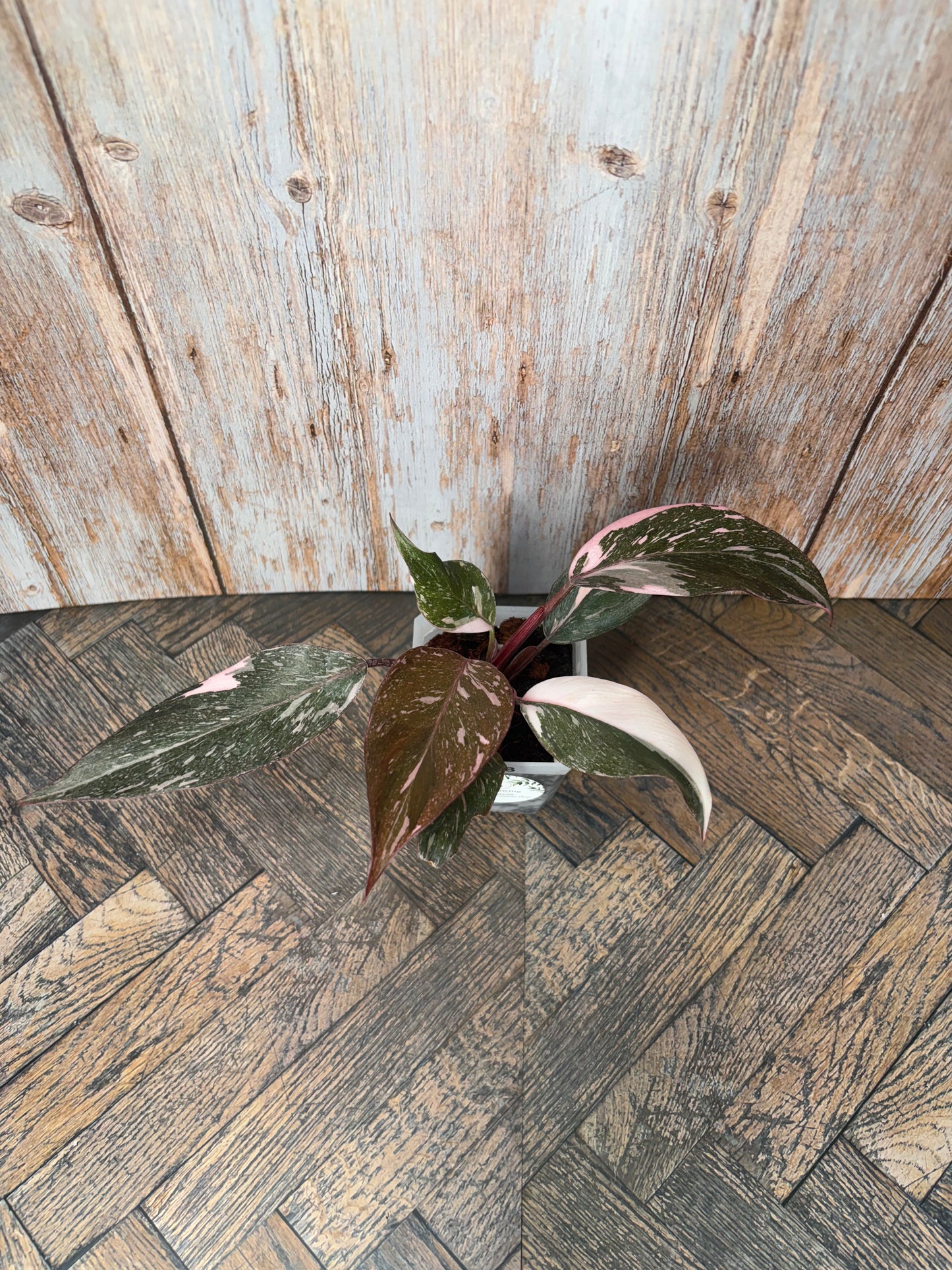 Philodendron Pink Naomi