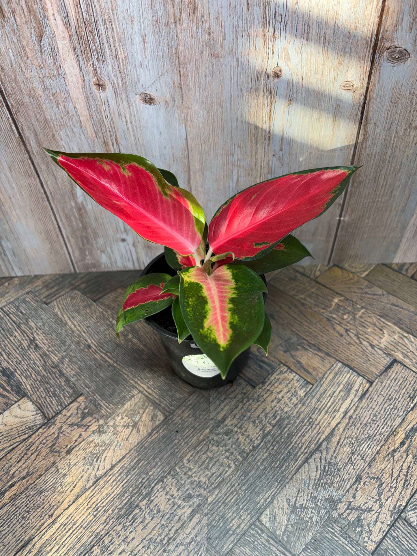 Aglaonema (015)