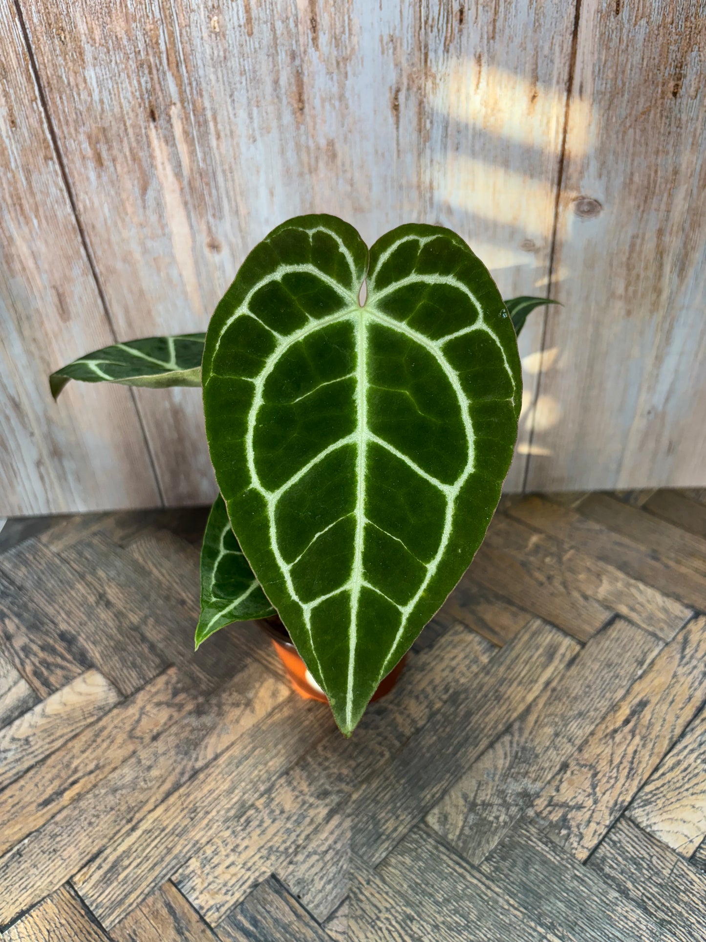 (016) Anthurium Crystallinum