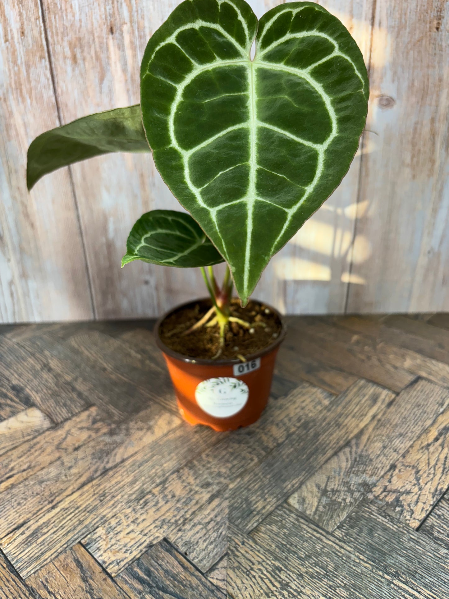 (016) Anthurium Crystallinum