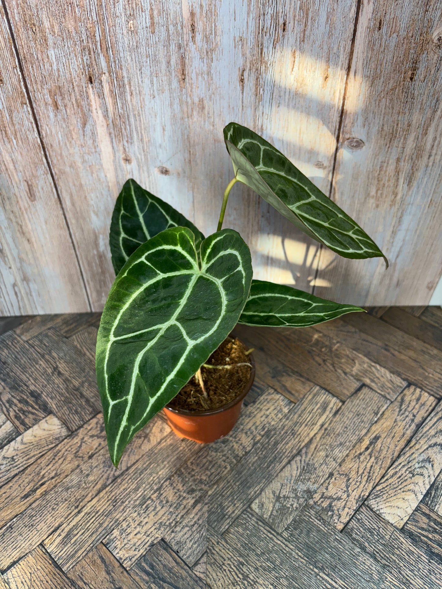 (016) Anthurium Crystallinum