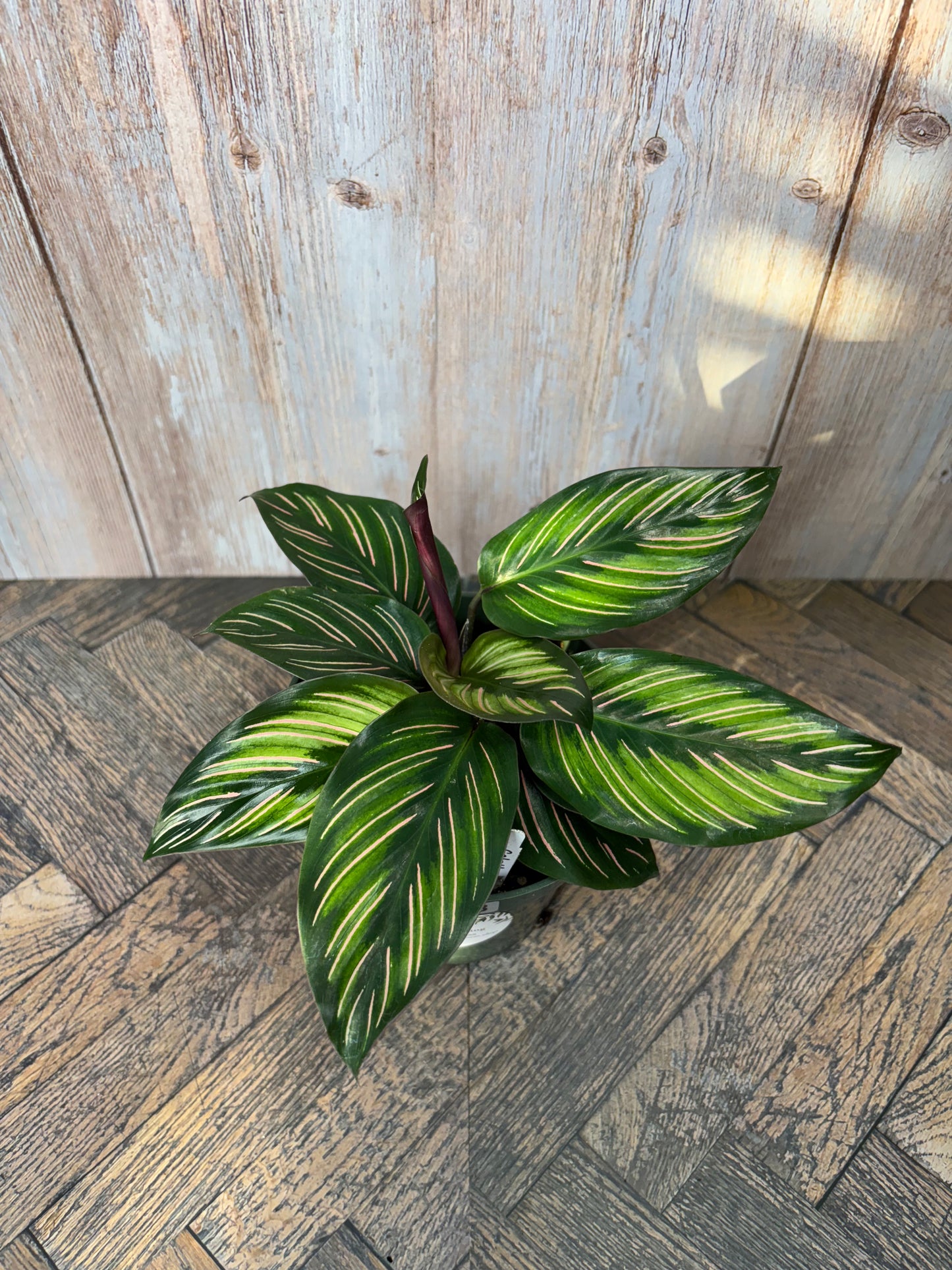 (018) Calathea Beauty Star