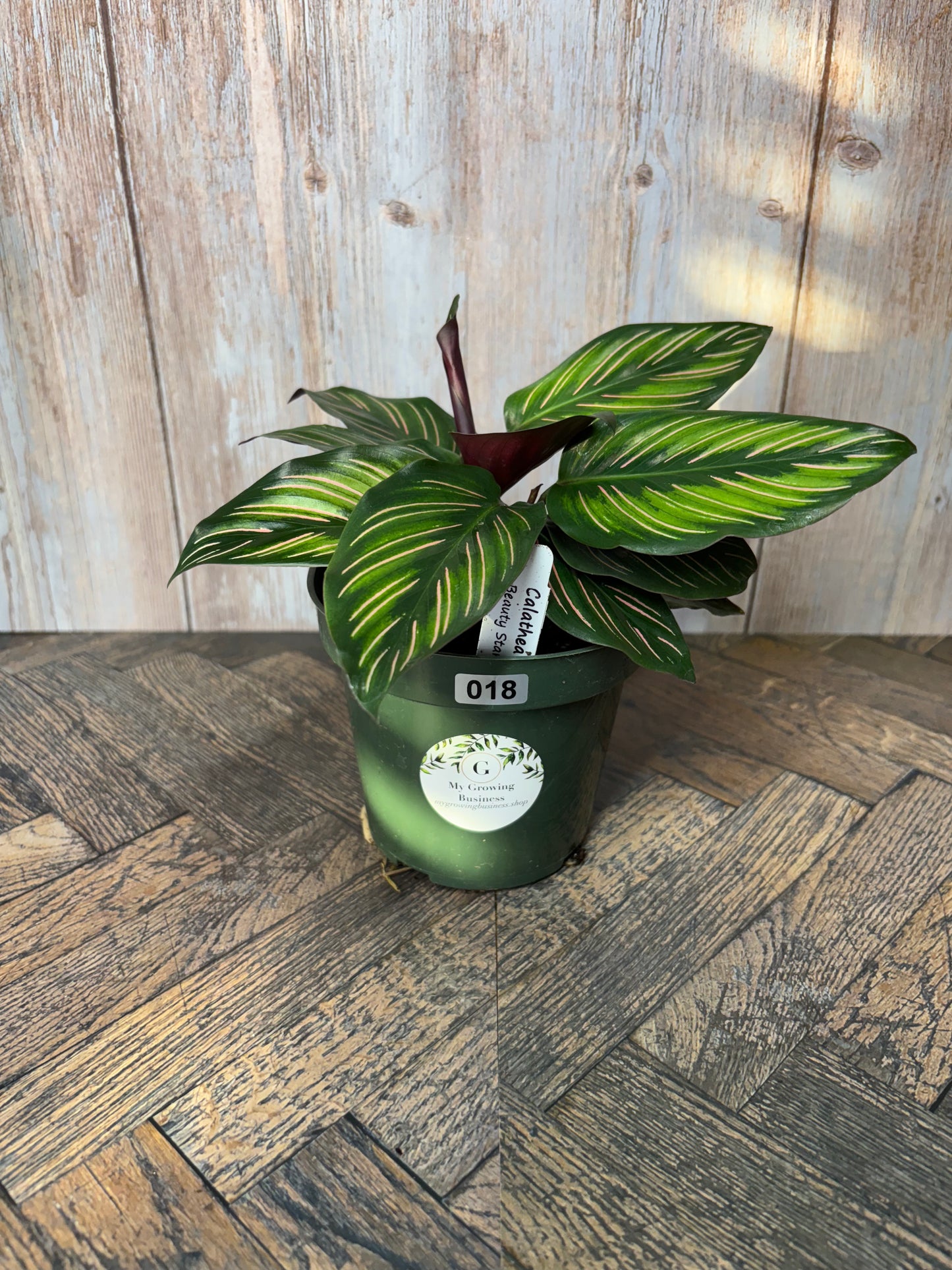 (018) Calathea Beauty Star