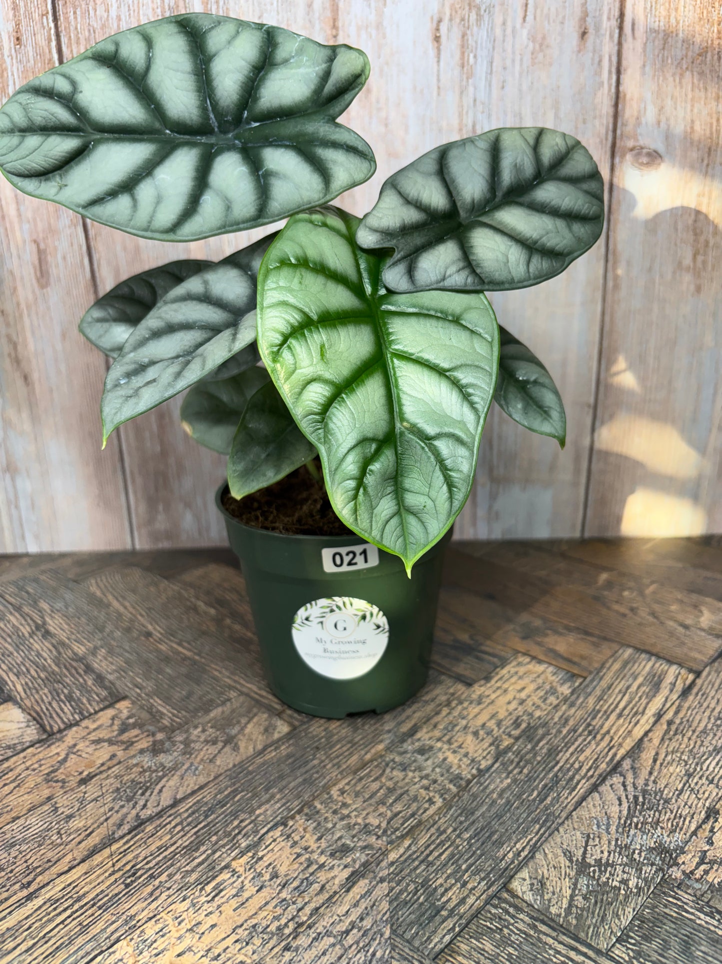 (021) Alocasia Silver Dragon