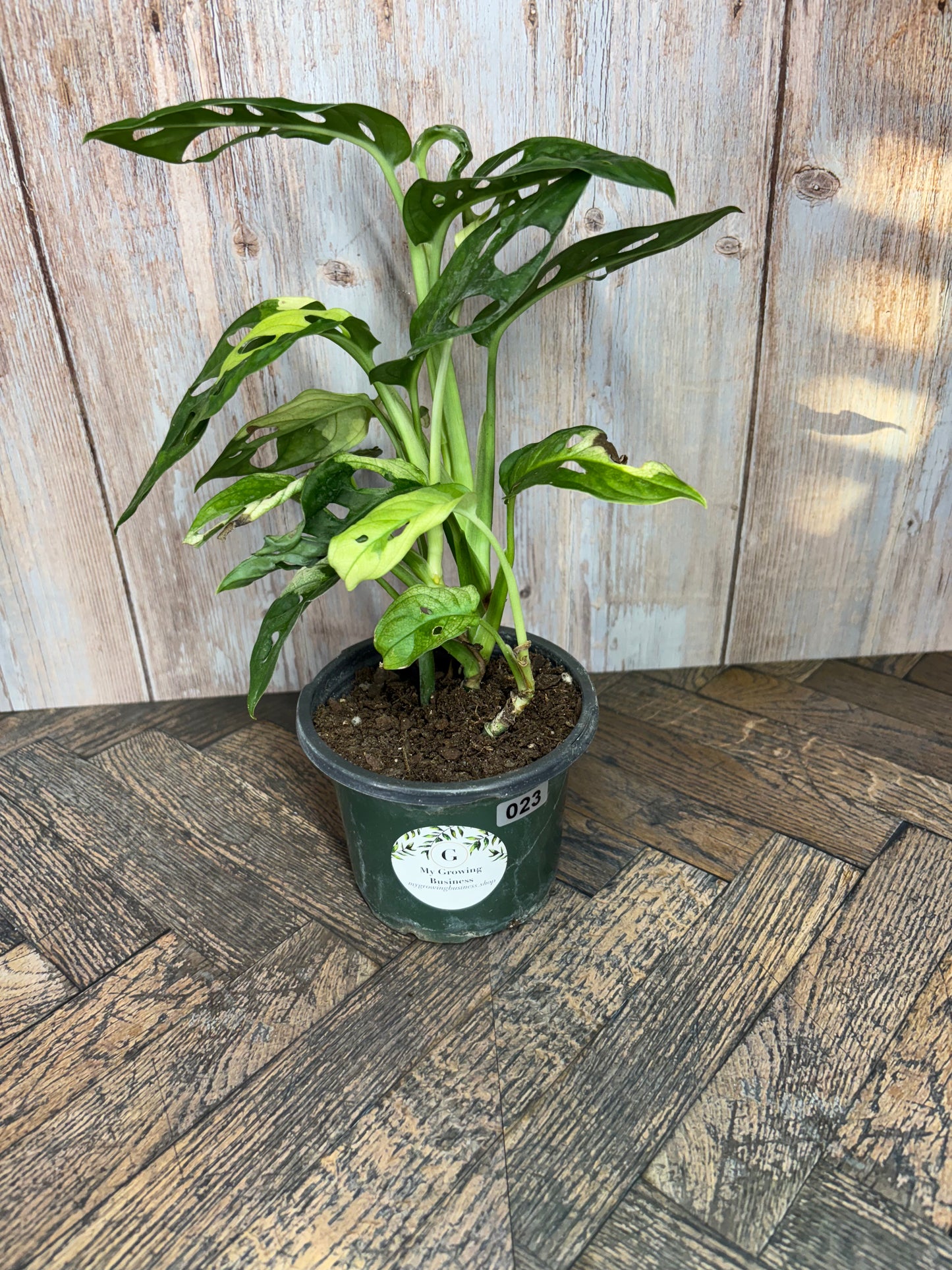 (023) Monstera Adansonii Albo